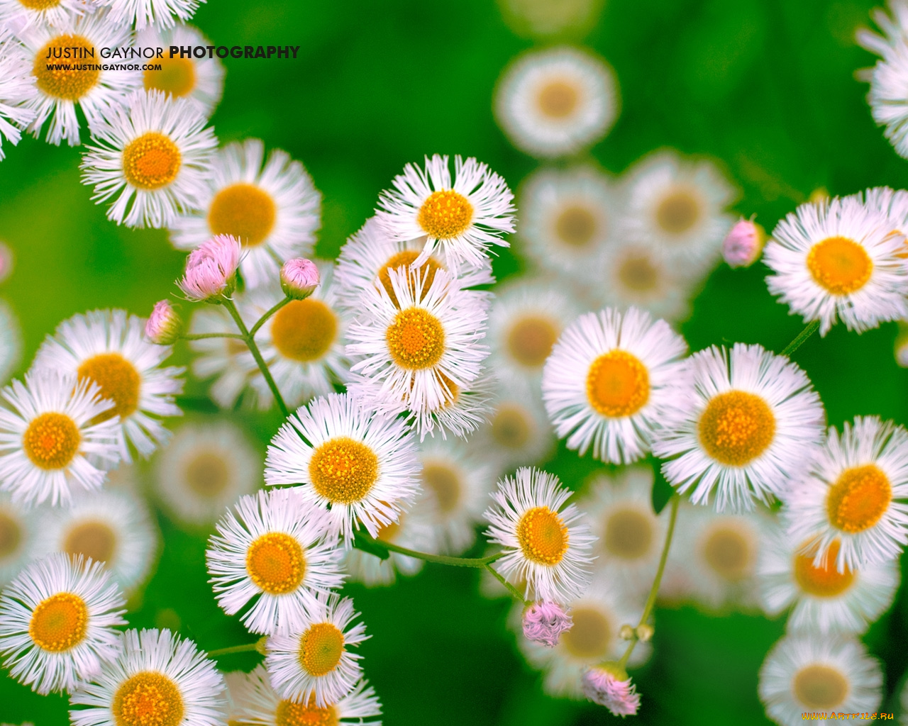цветы, ромашки