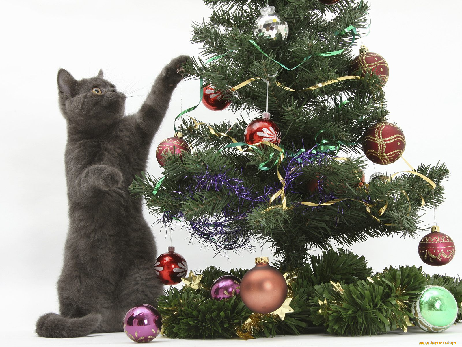 животные, коты