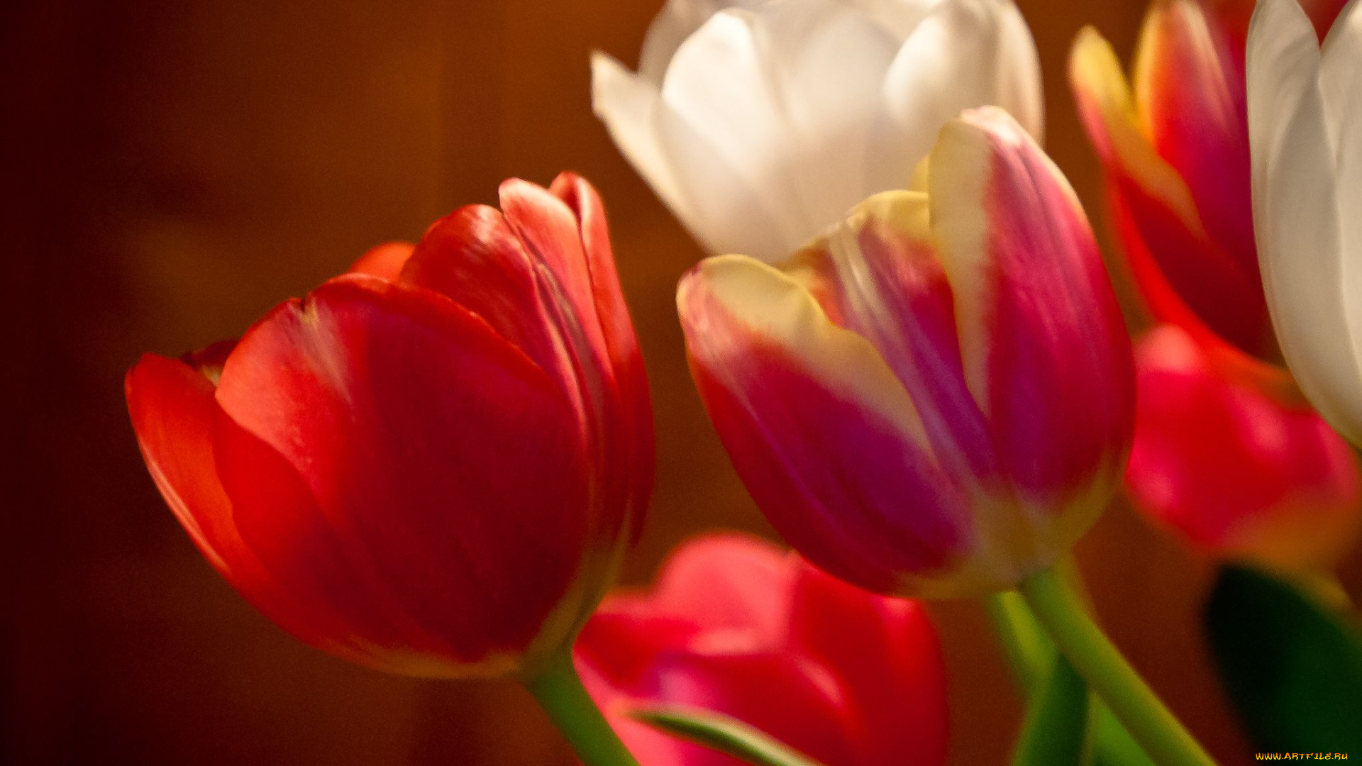 цветы, тюльпаны