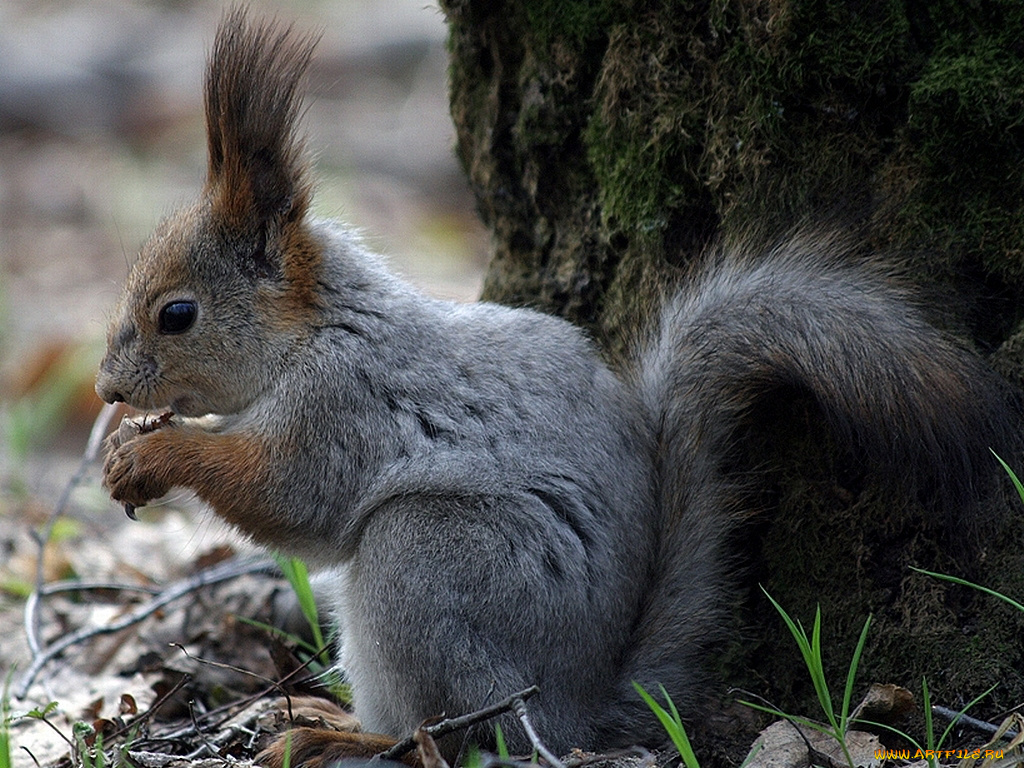 животные, белки