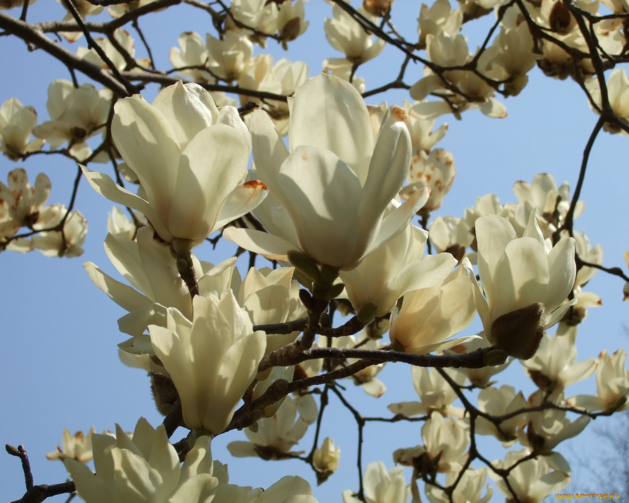 цветы, магнолии