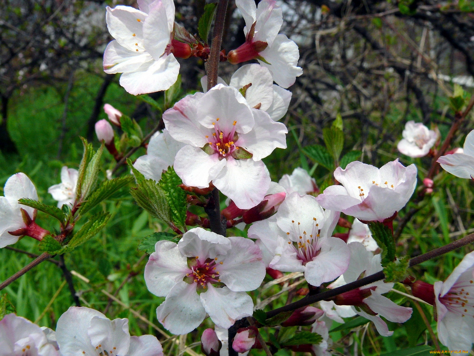 цветы, цветущие, деревья, кустарники