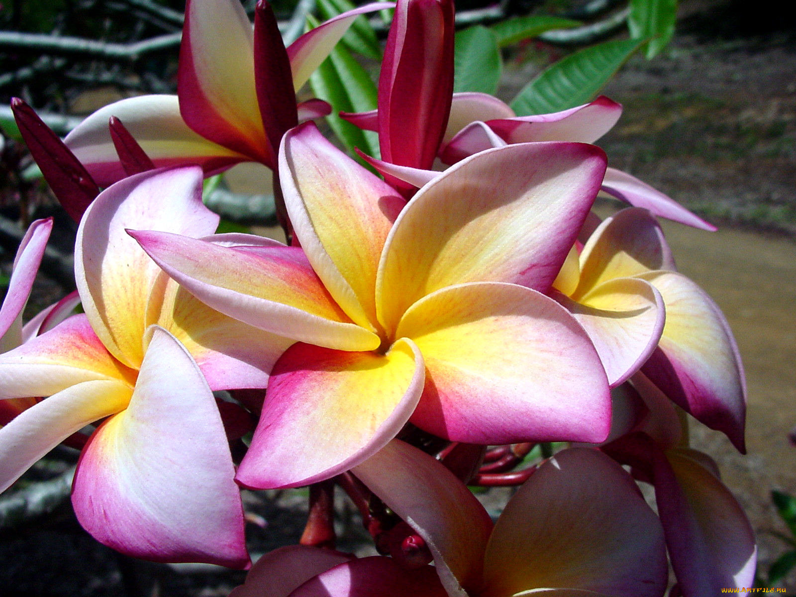 цветы, плюмерия