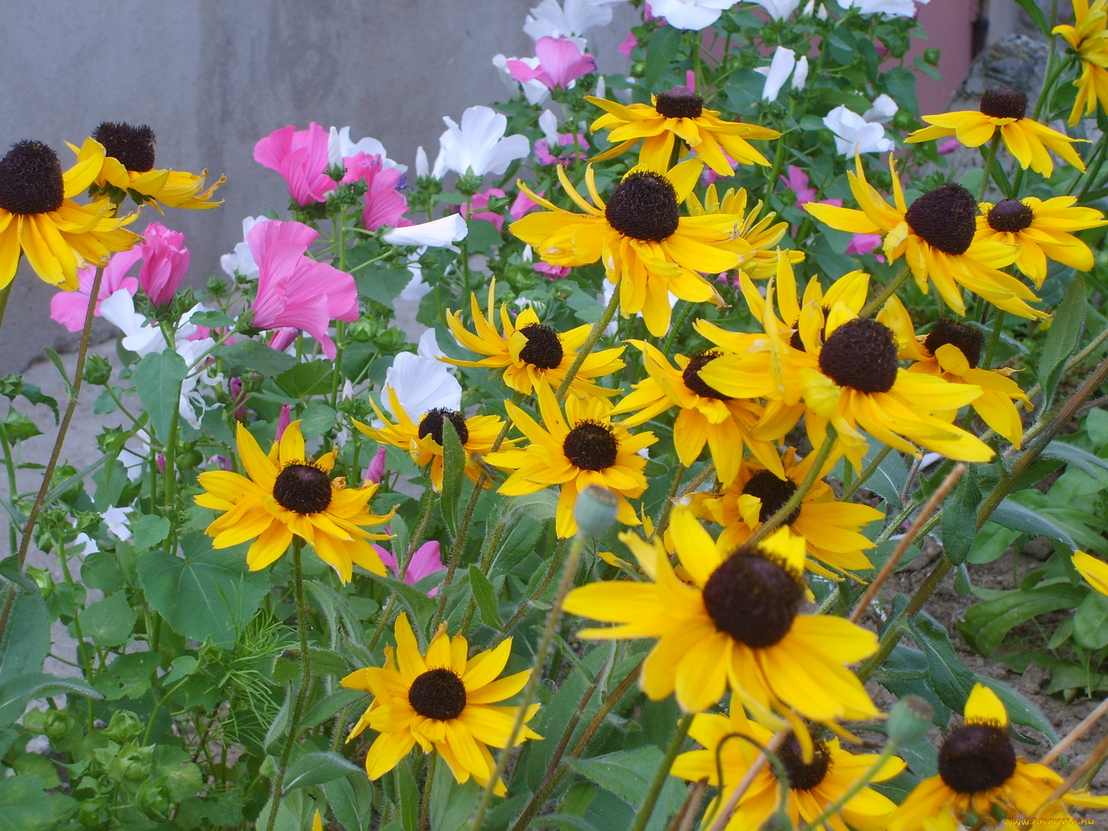 цветы, разные, вместе