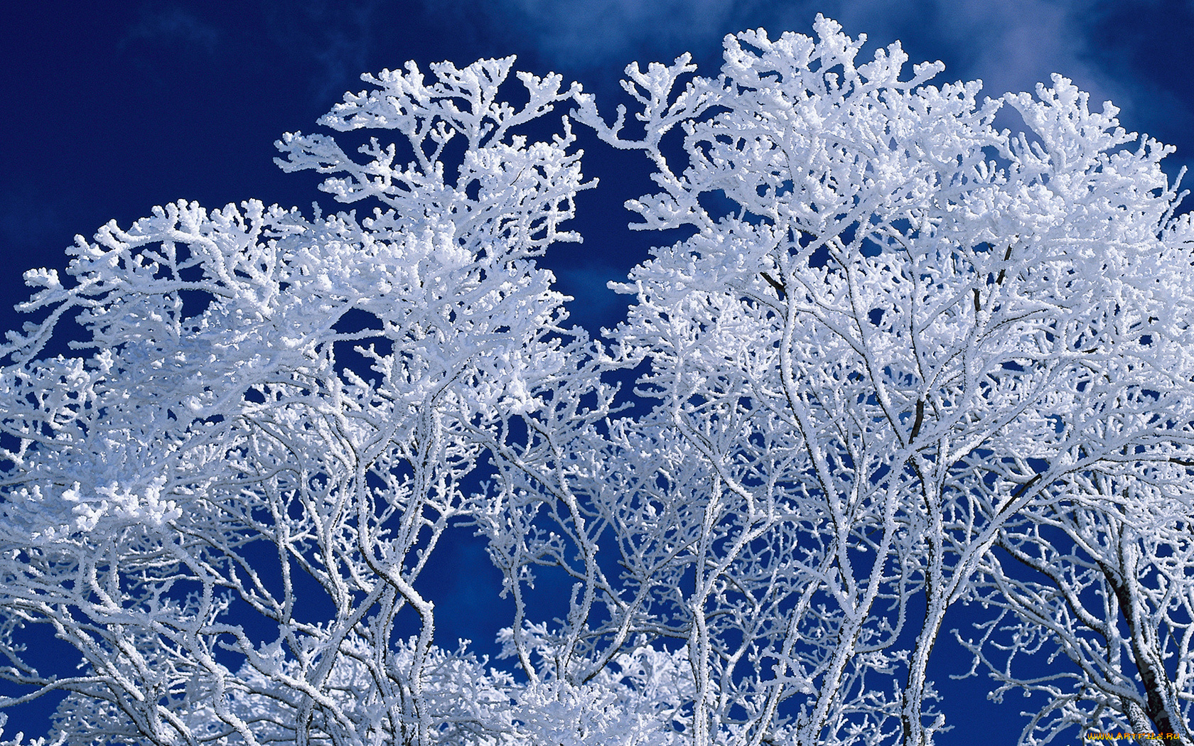 природа, зима, иней, небо