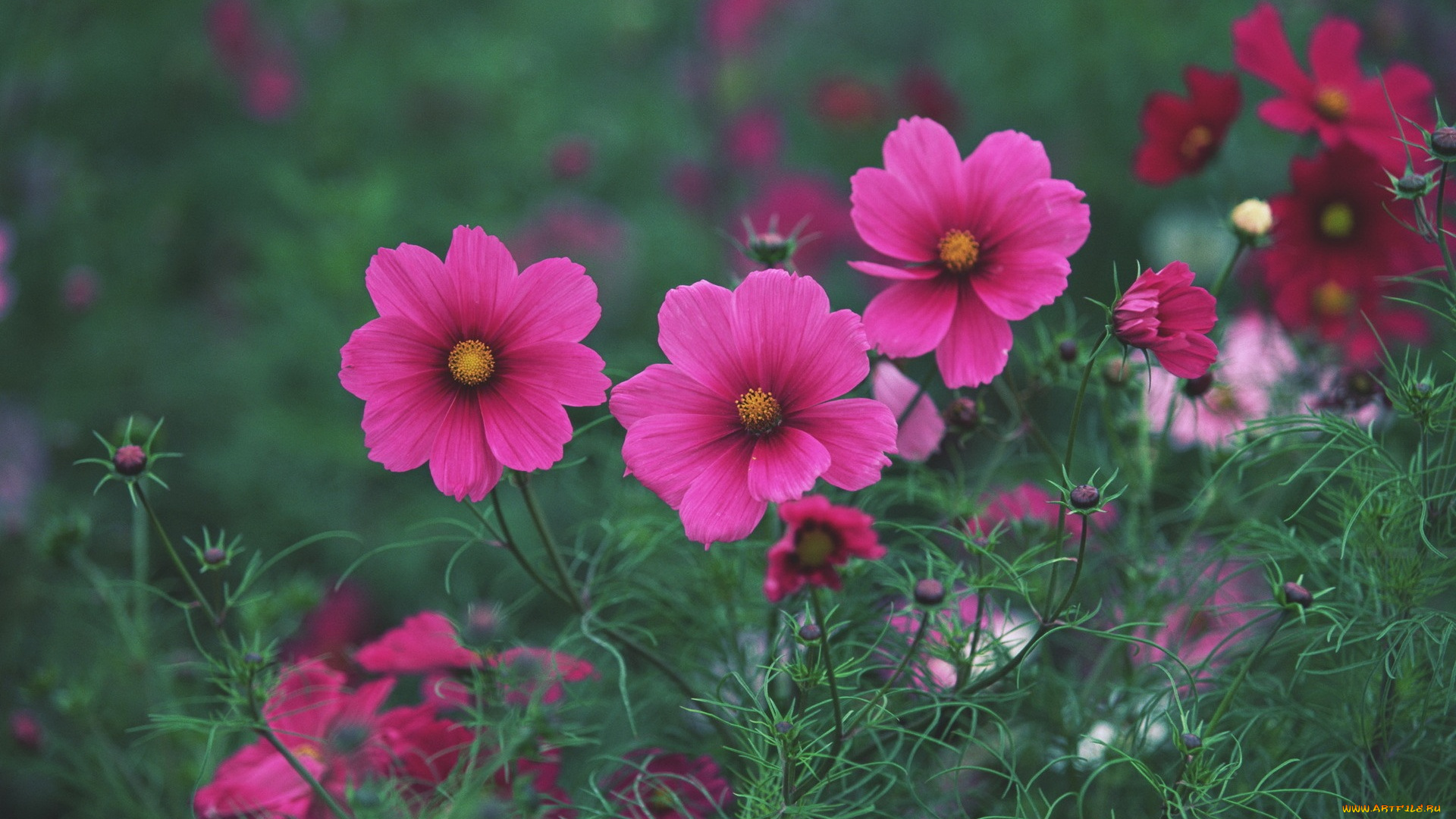 цветы, космея, бутоны, зеленый, фон