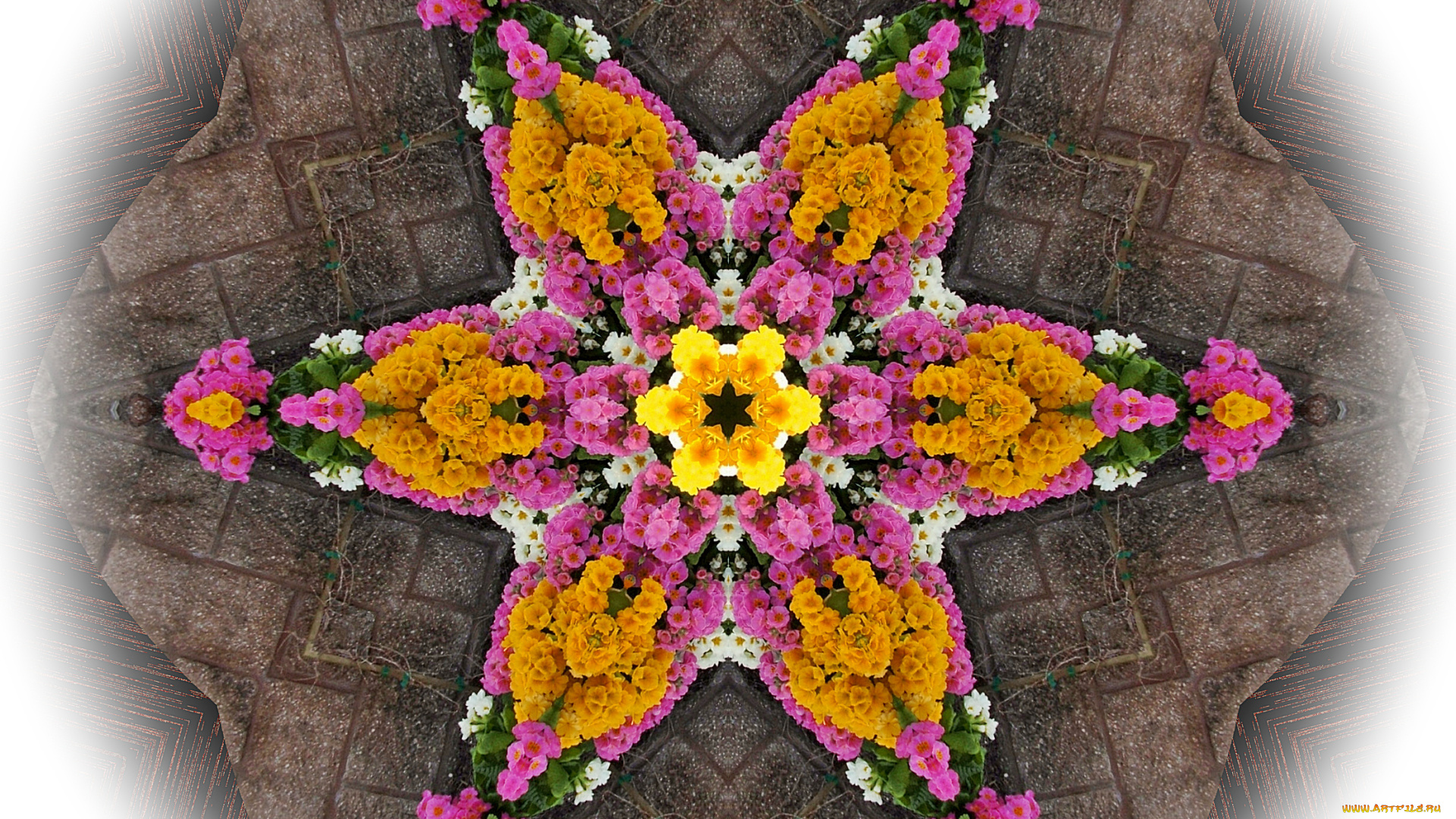 цветы, примулы