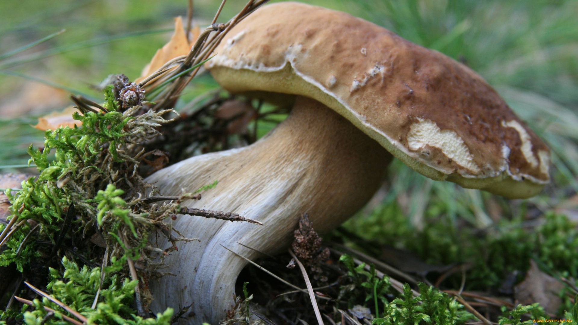 природа, грибы, лес, мох, белый, гриб