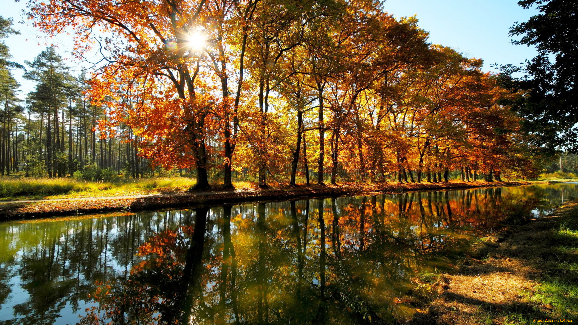 природа, парк, деревья, тени