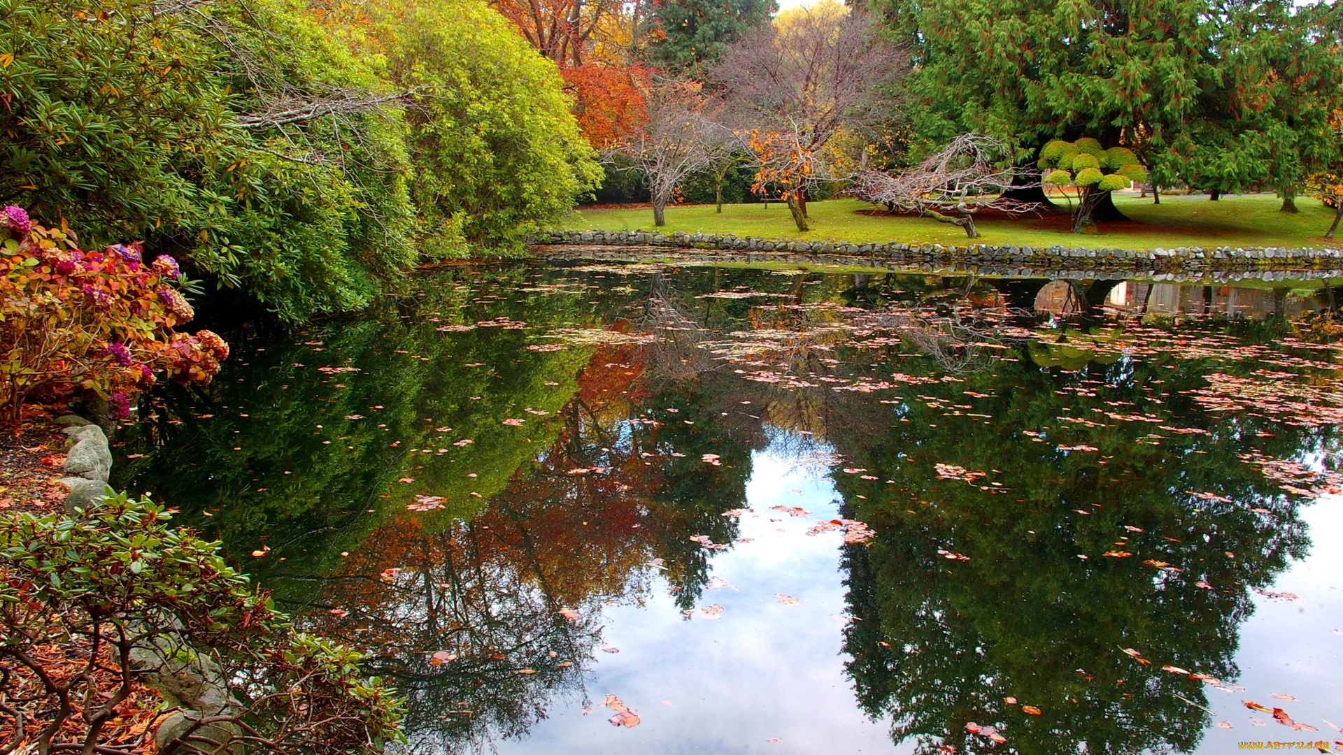 природа, парк, пруд, деревья