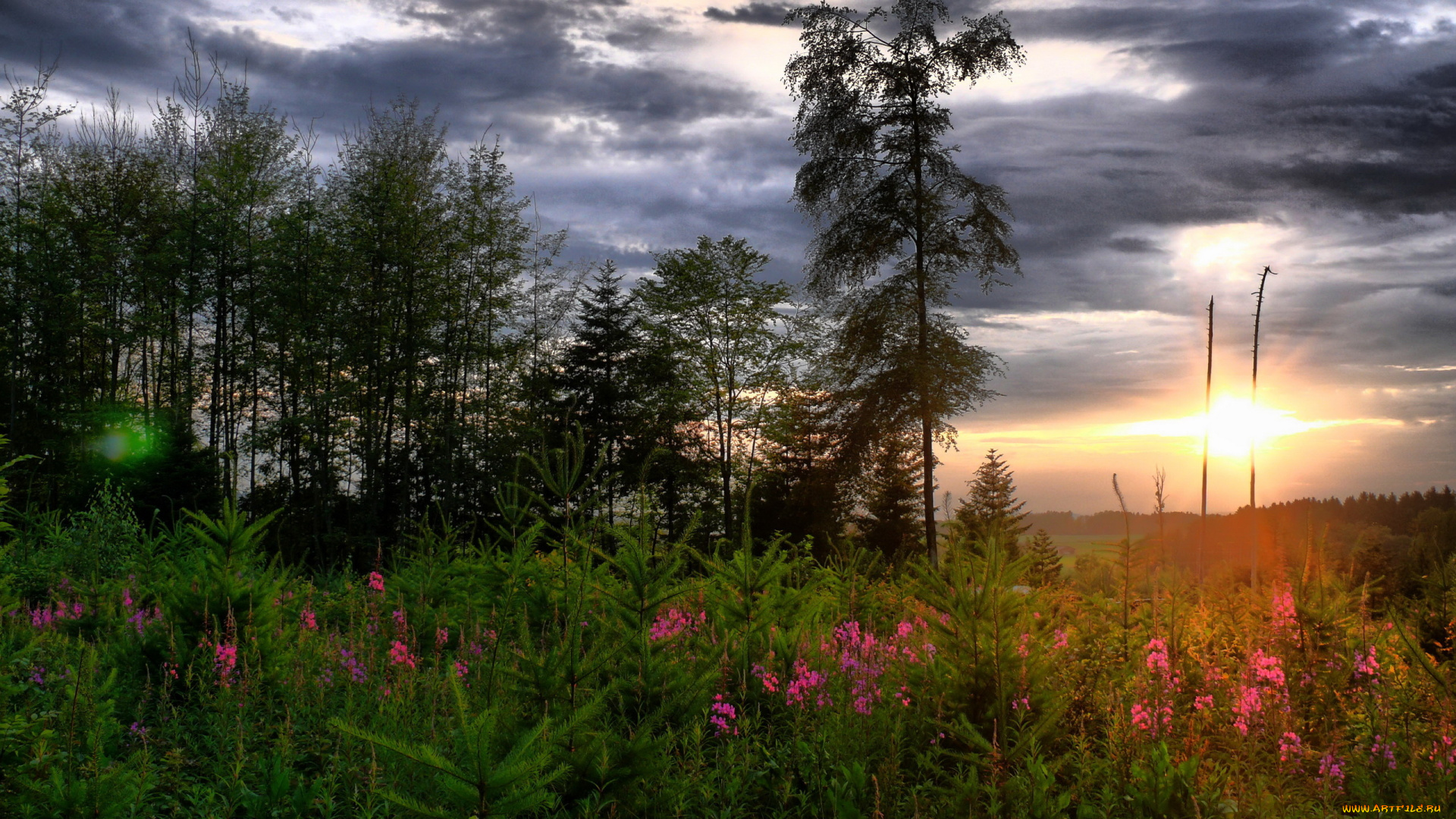 природа, восходы, закаты, цветы, деревья, небо, закат, трава