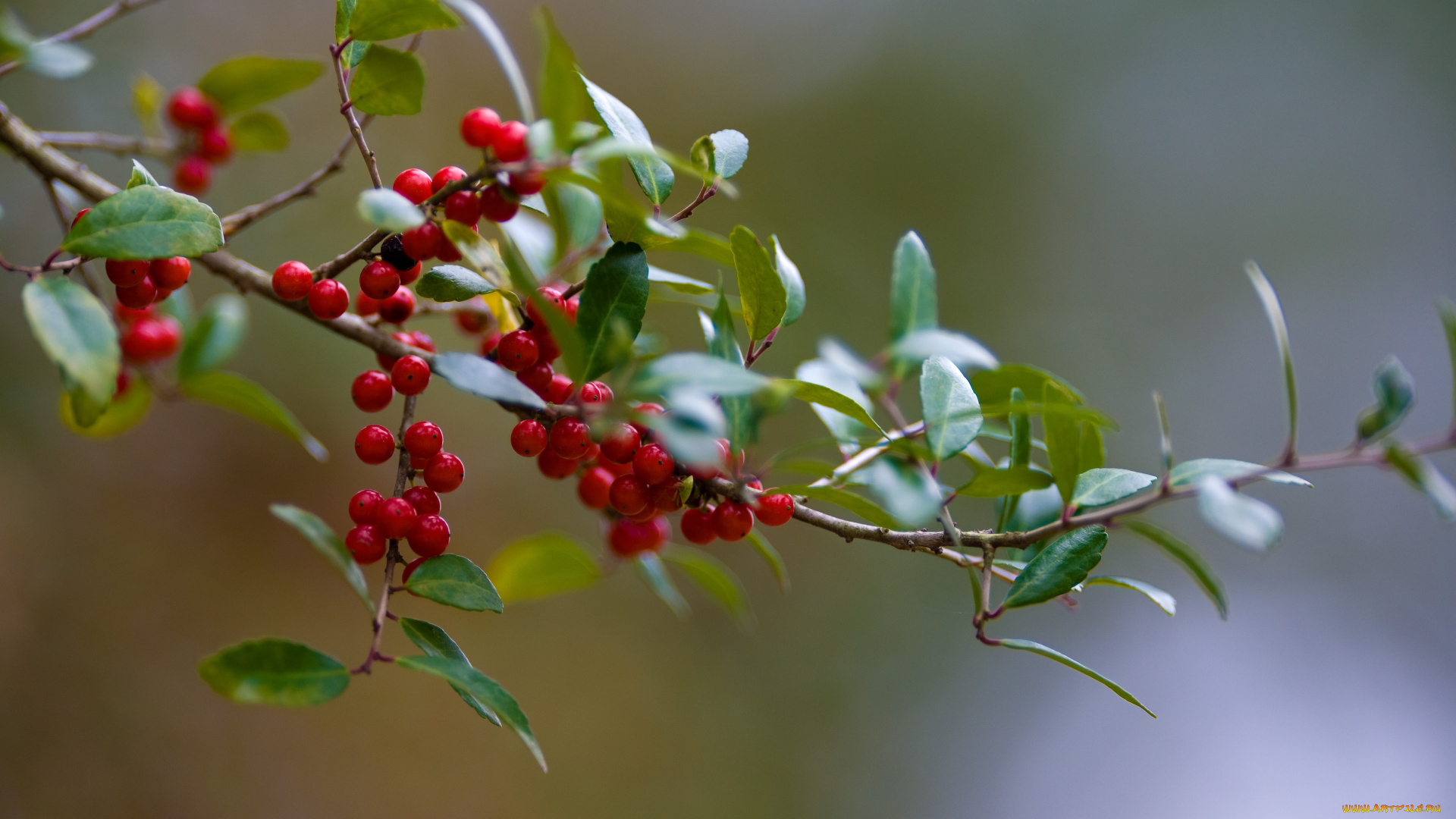 природа, Ягоды, листья, ветвь