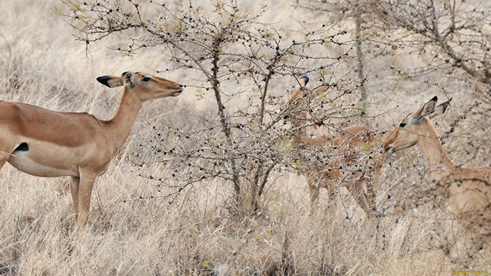 животные, антилопы, сафари