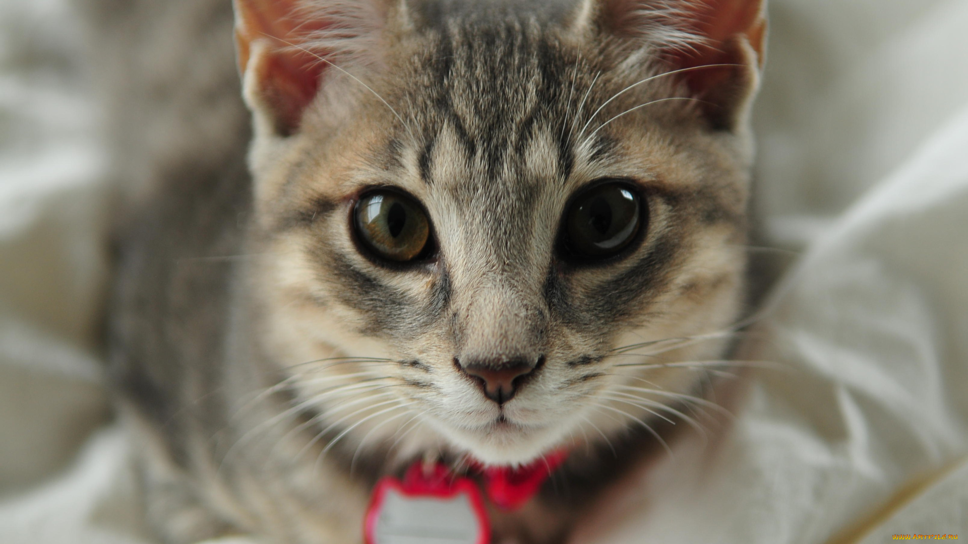 животные, коты, cat