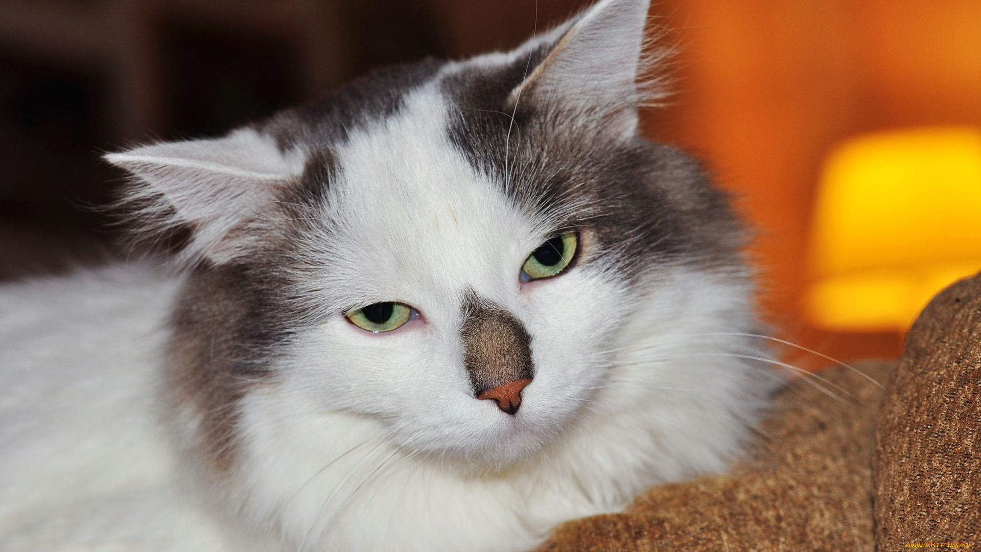 животные, коты, кошка