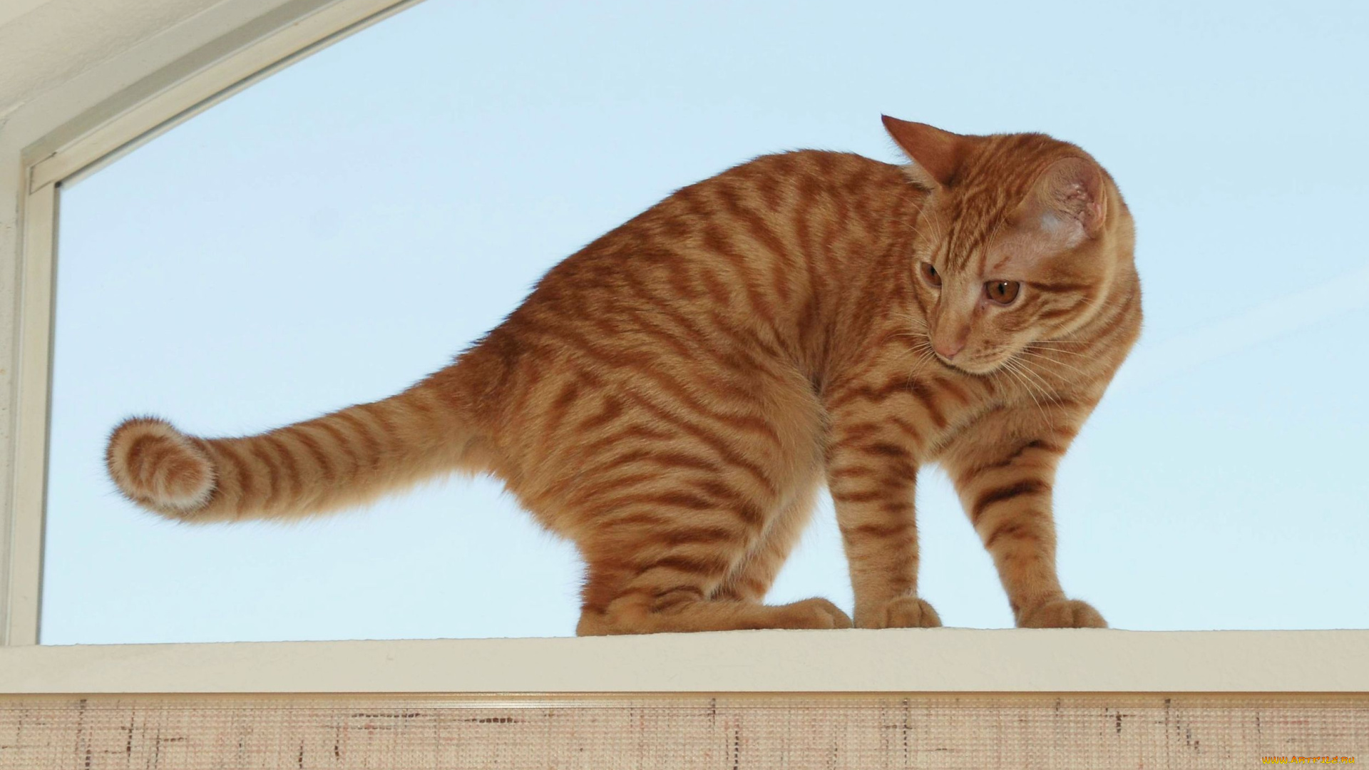 животные, коты, кот, рыжий, окно