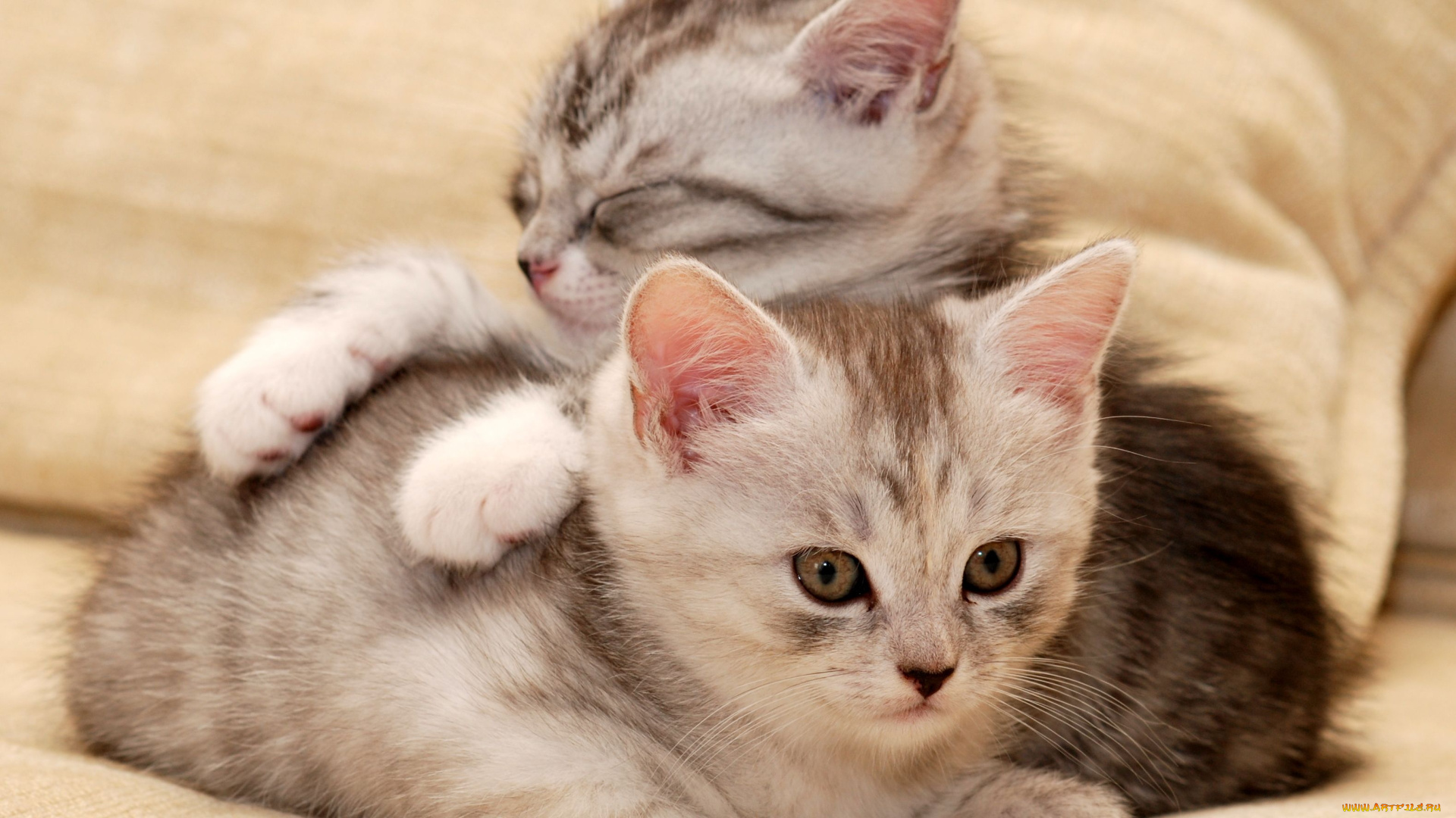 животные, коты, котенок