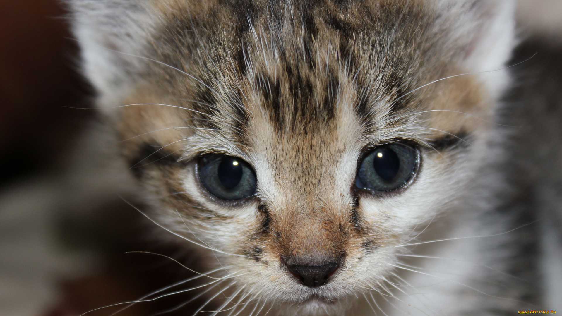 животные, коты, котенок