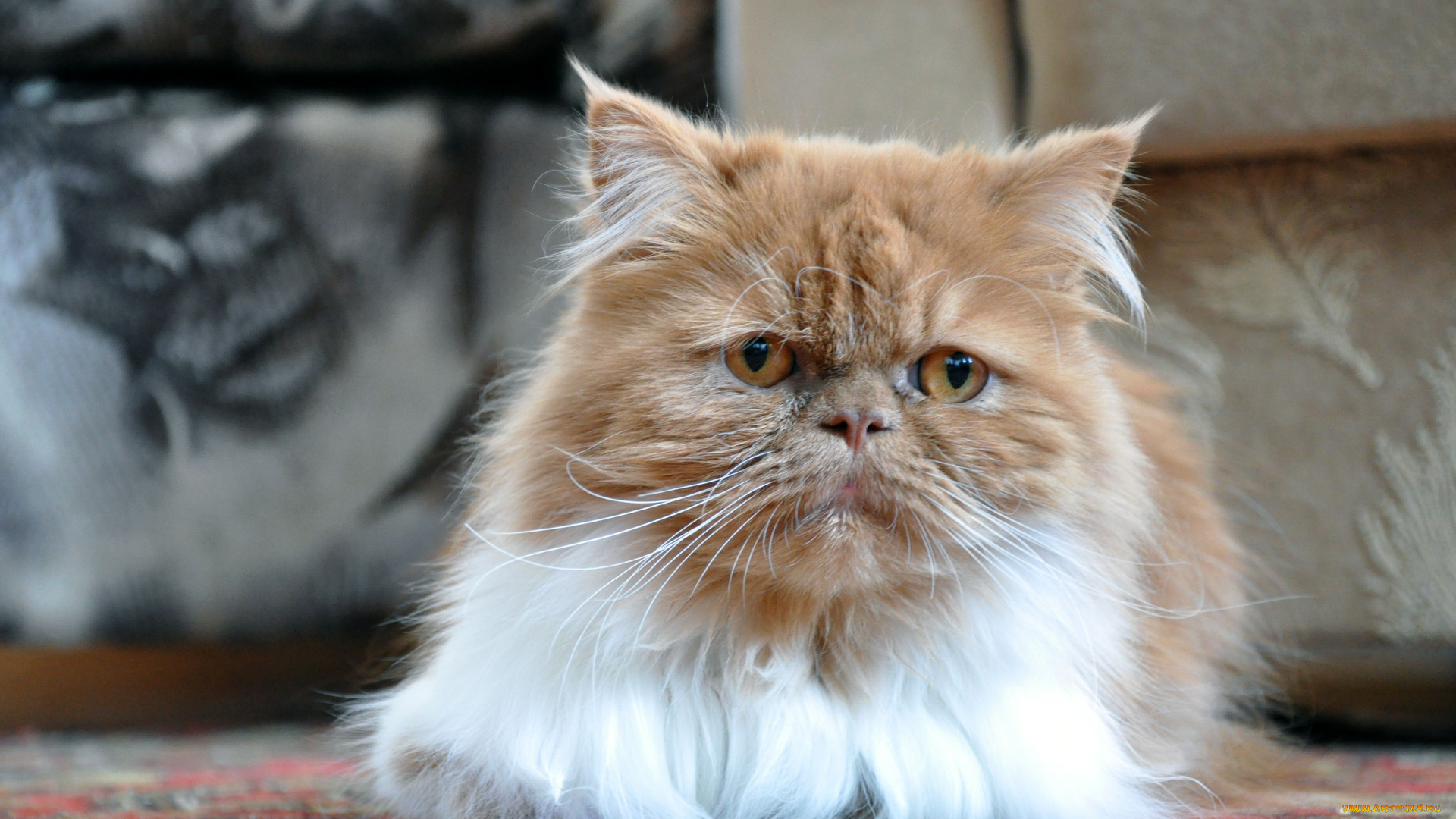 животные, коты, персидский, кот, перс