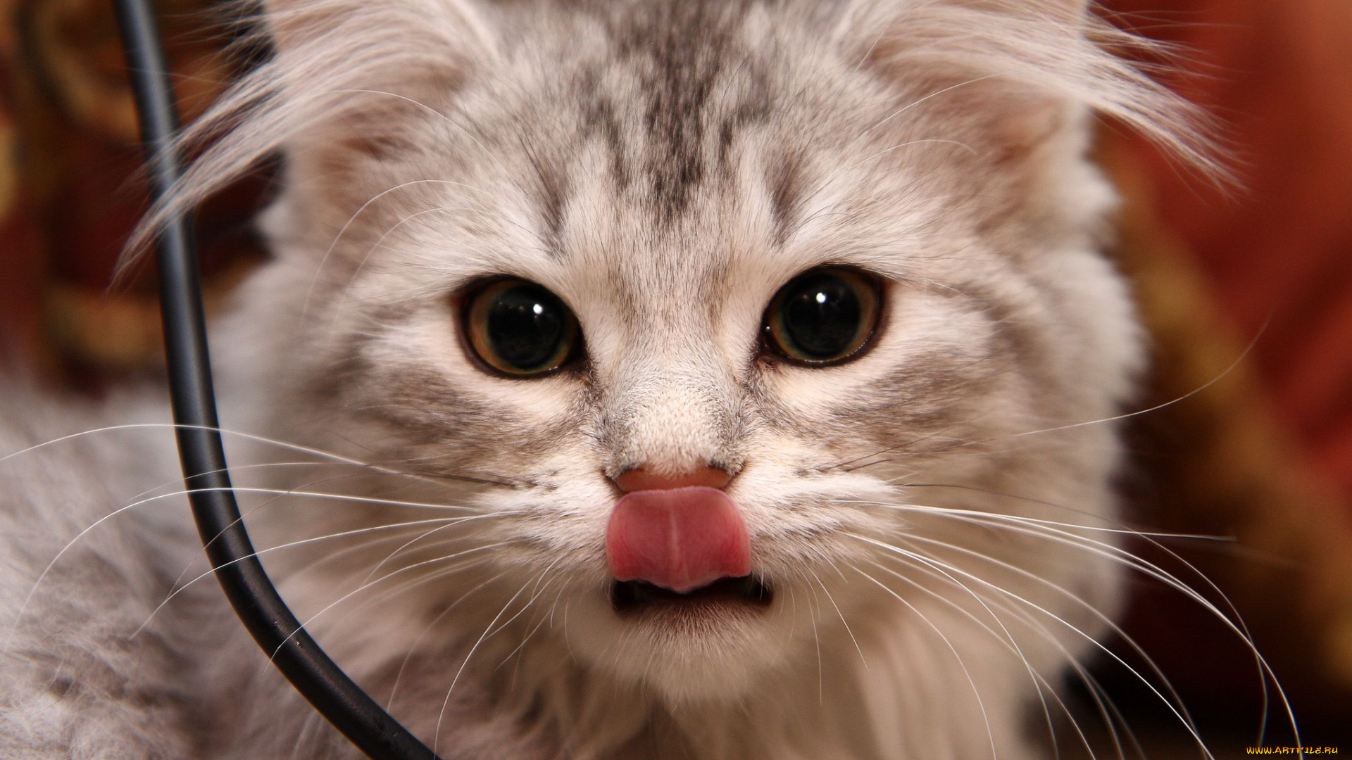 животные, коты, язык