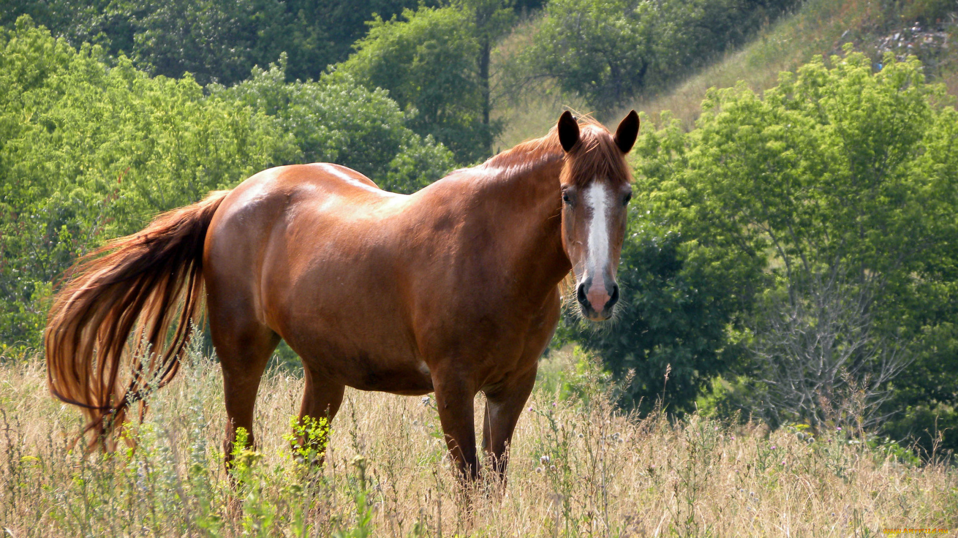 животные, лошади, трава, деревья, конь