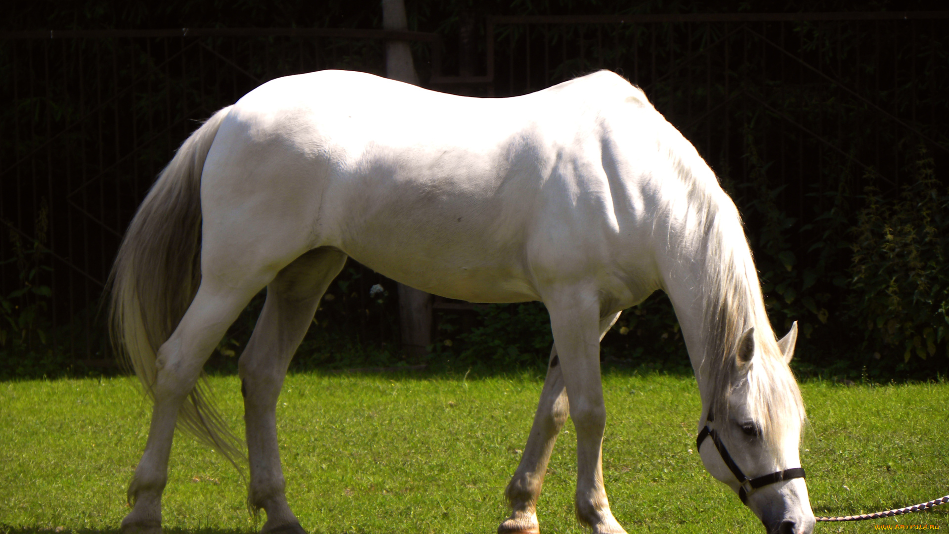 животные, лошади, выпас, трава, кобыла