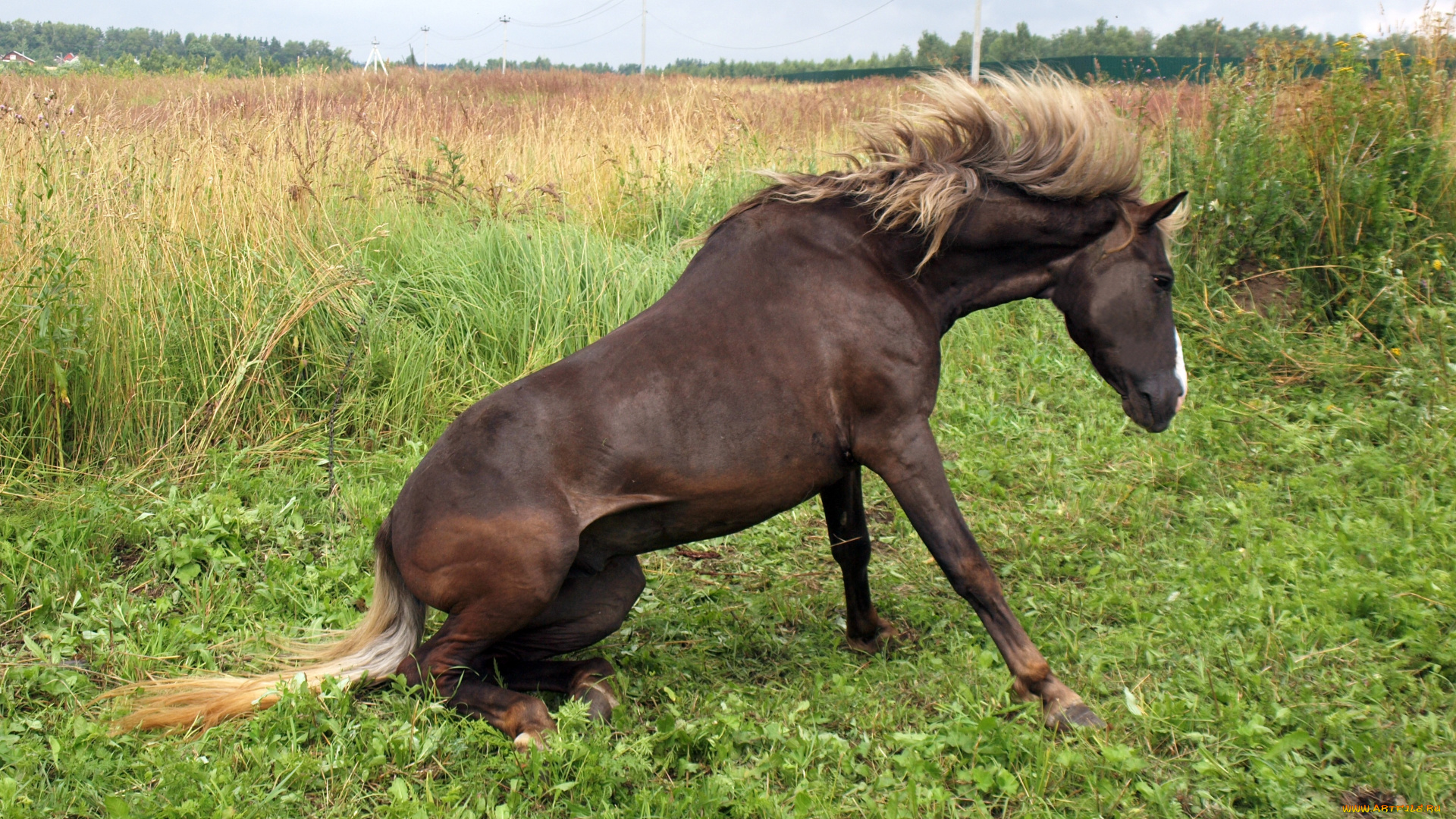 животные, лошади, жеребец, конь