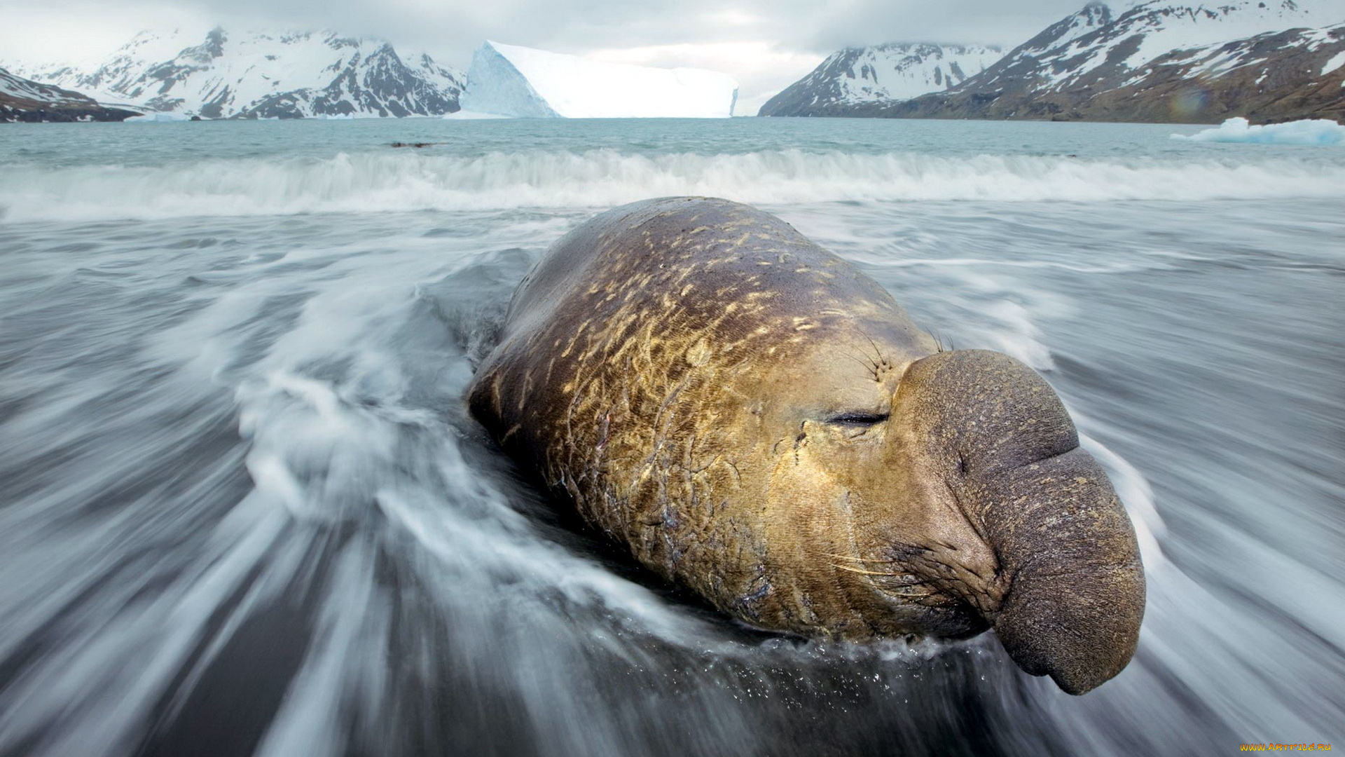 животные, морские, коровы, слоны, горы, морской, слон, арктика, океан