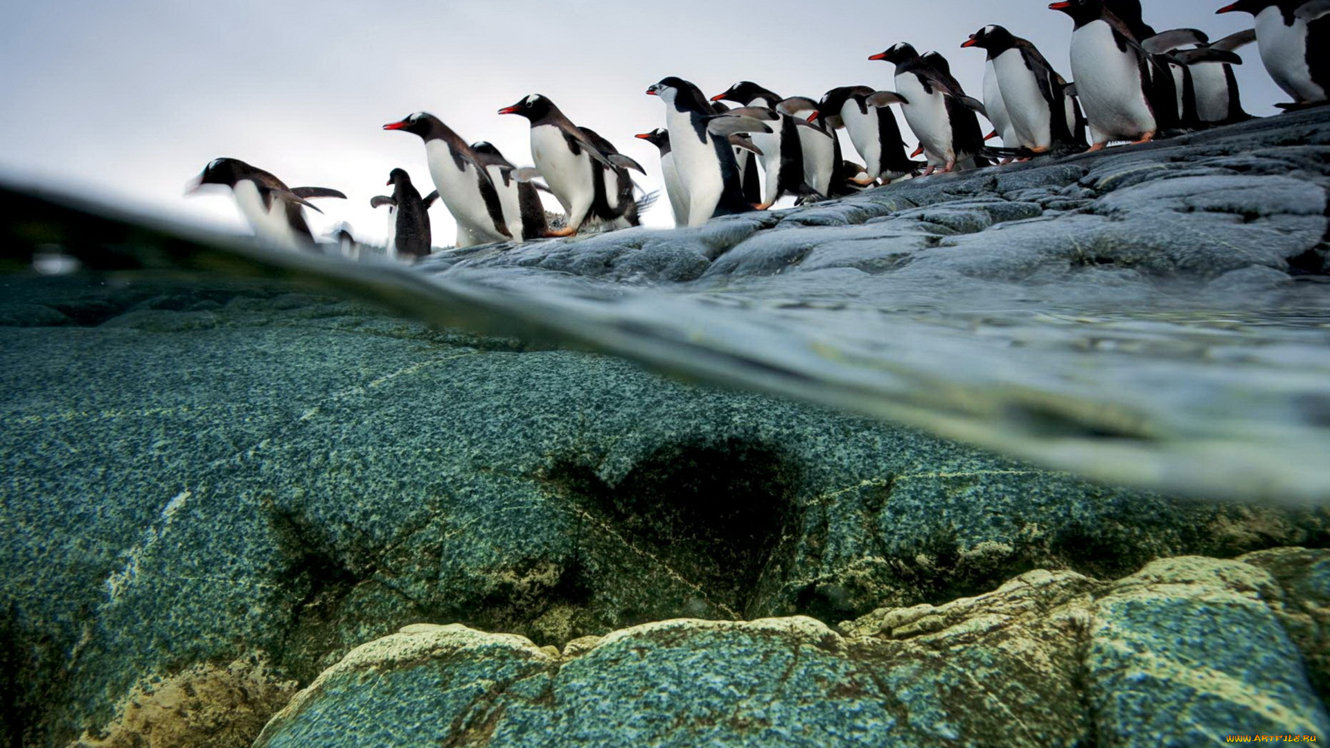 животные, пингвины, вода, камни, арктика