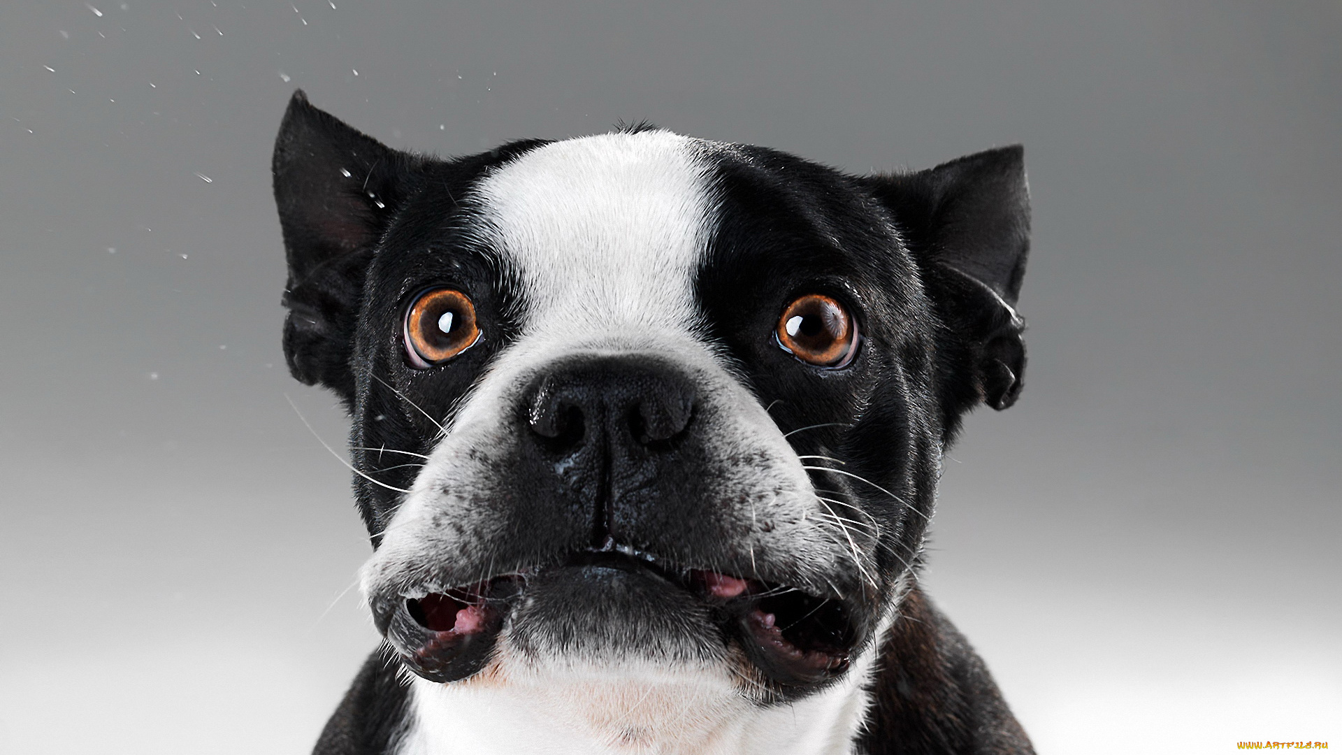 животные, собаки, черный, белый
