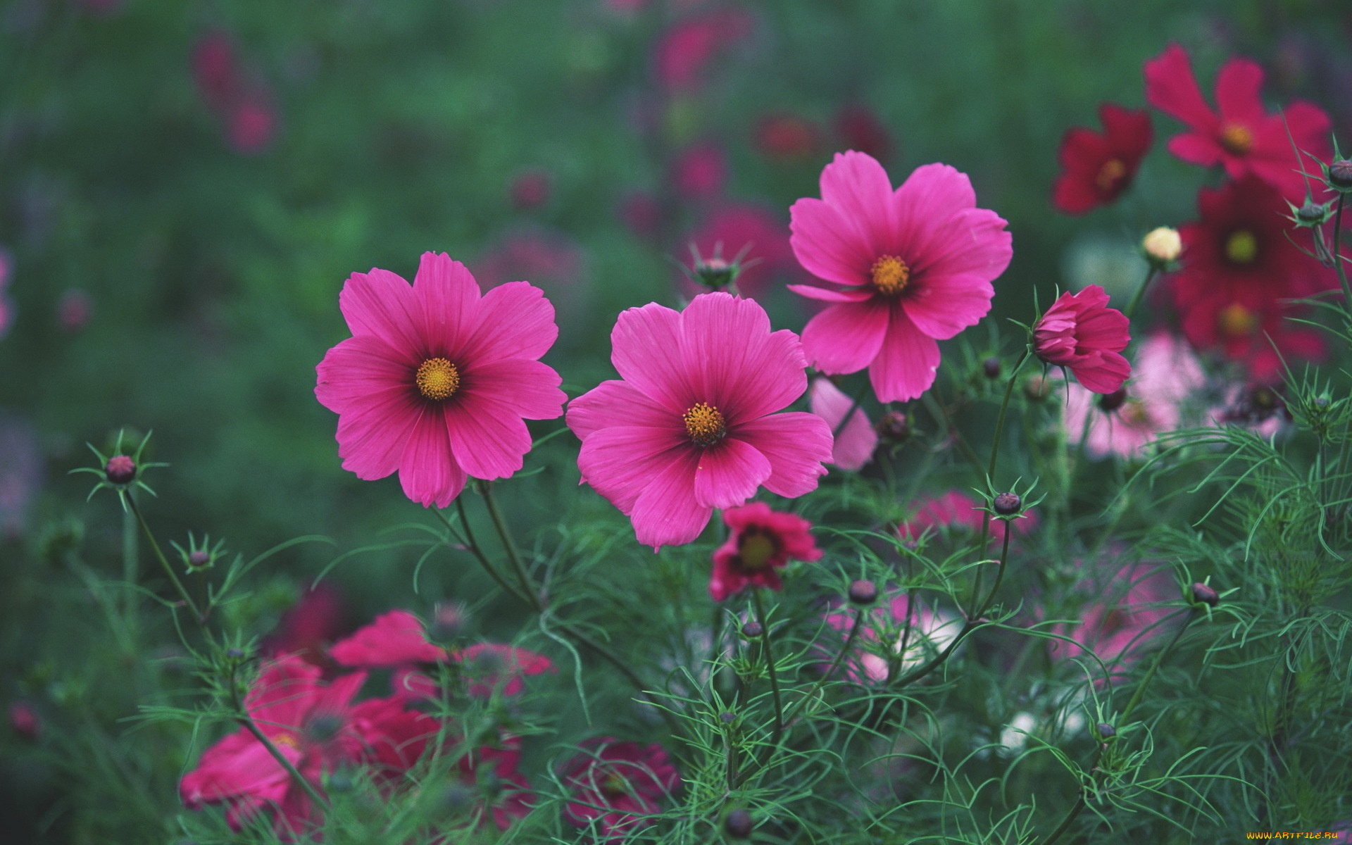 цветы, космея, бутоны, зеленый, фон