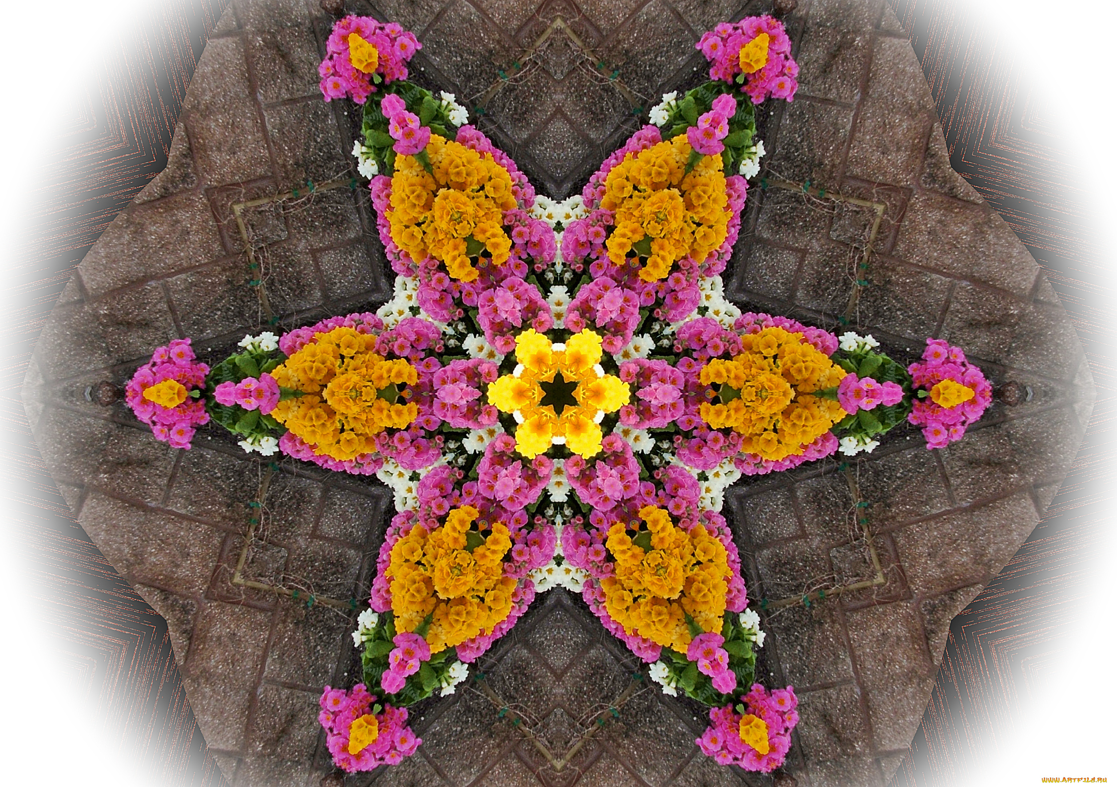 цветы, примулы