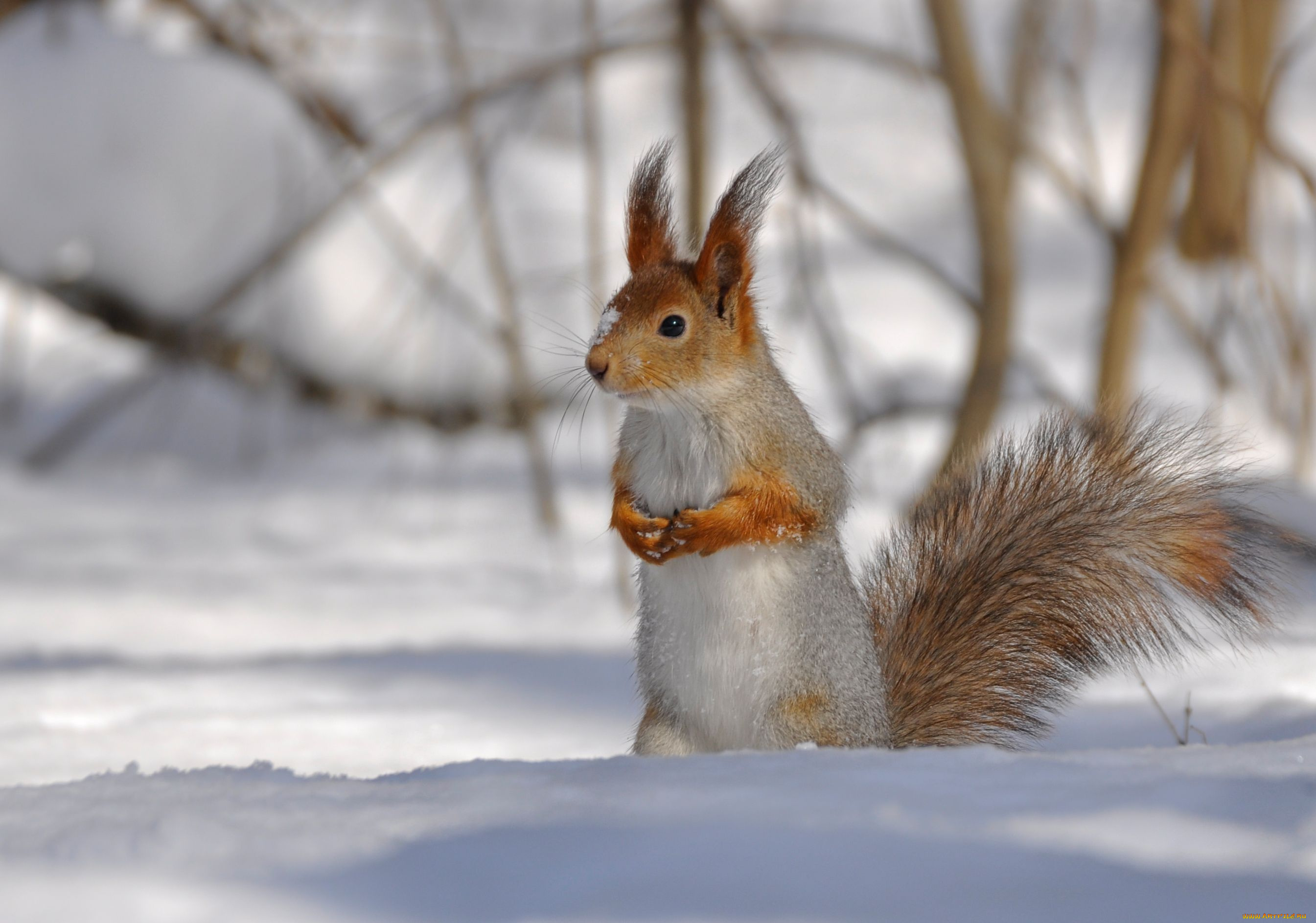 животные, белки, снег, зима