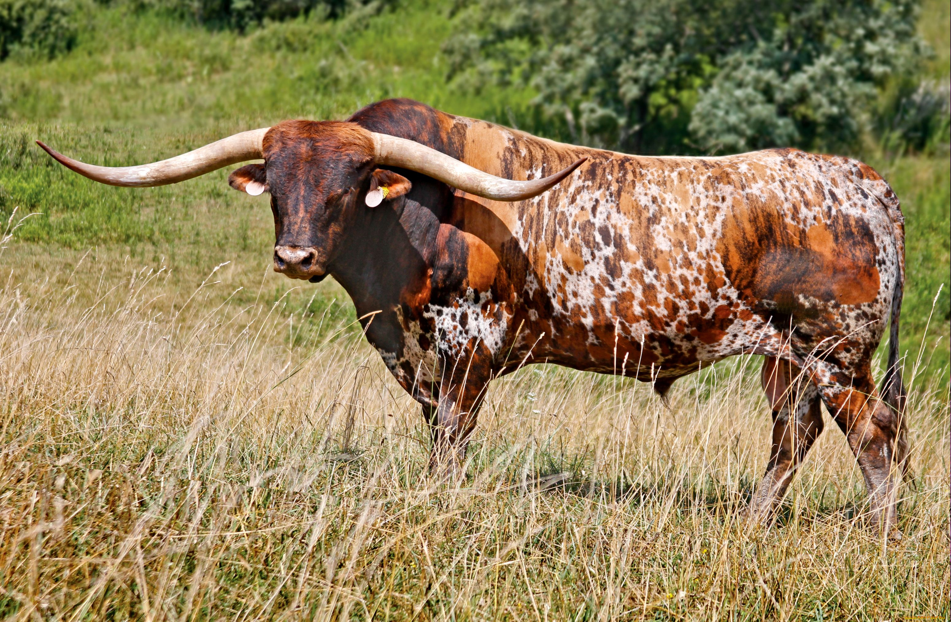 животные, коровы, буйволы, большой, рога, бвк