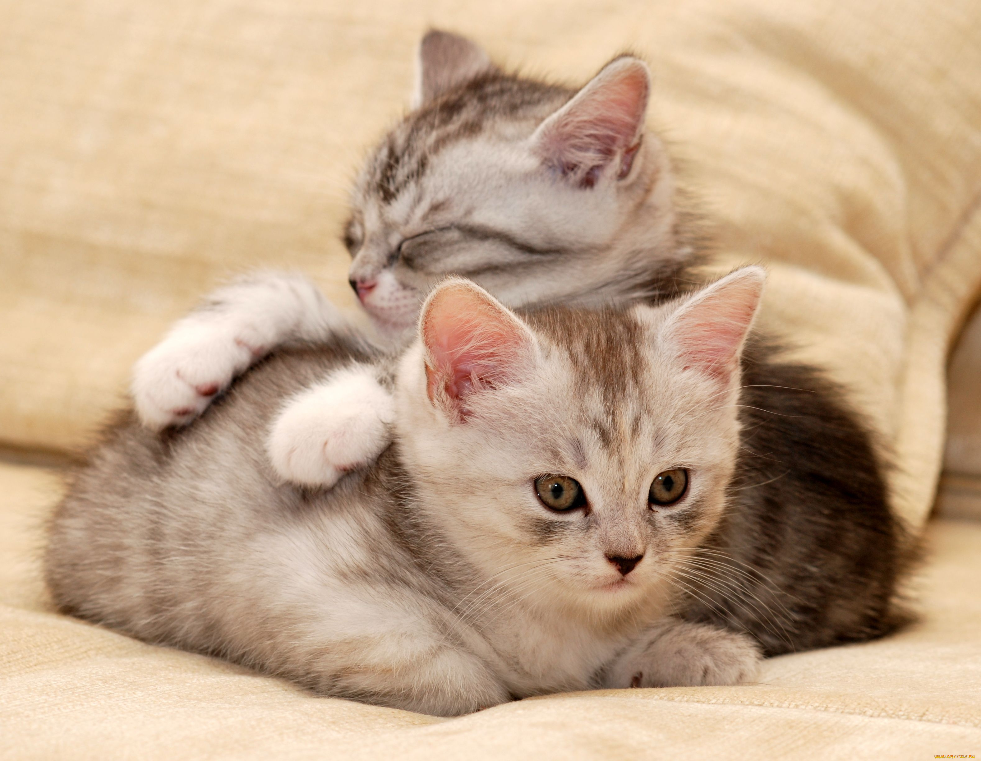 животные, коты, котенок