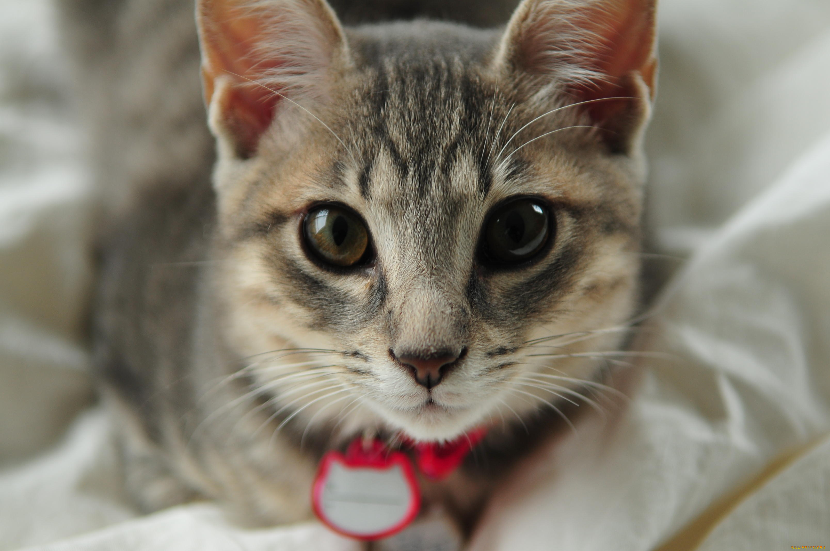 животные, коты, cat