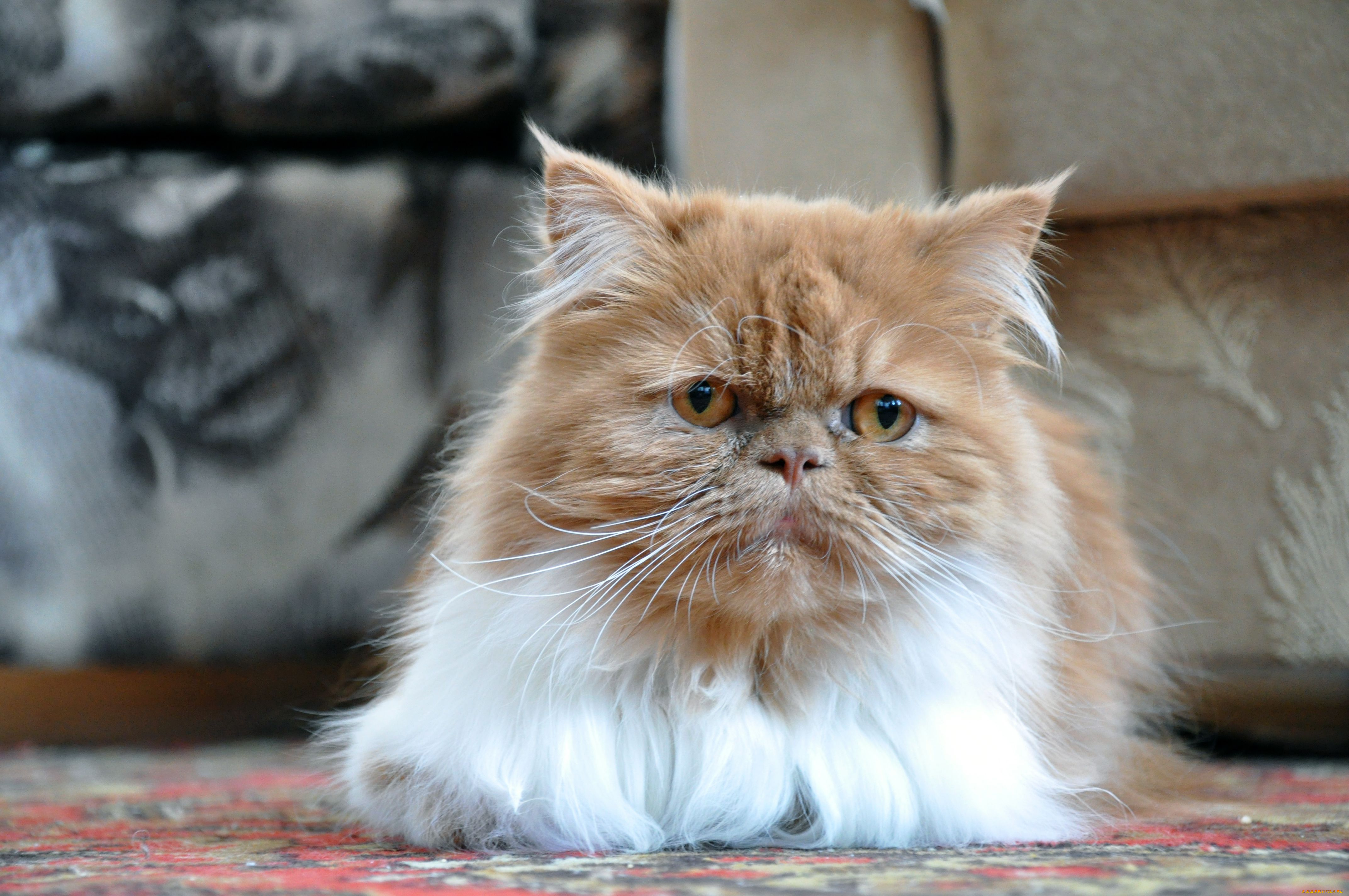 животные, коты, персидский, кот, перс