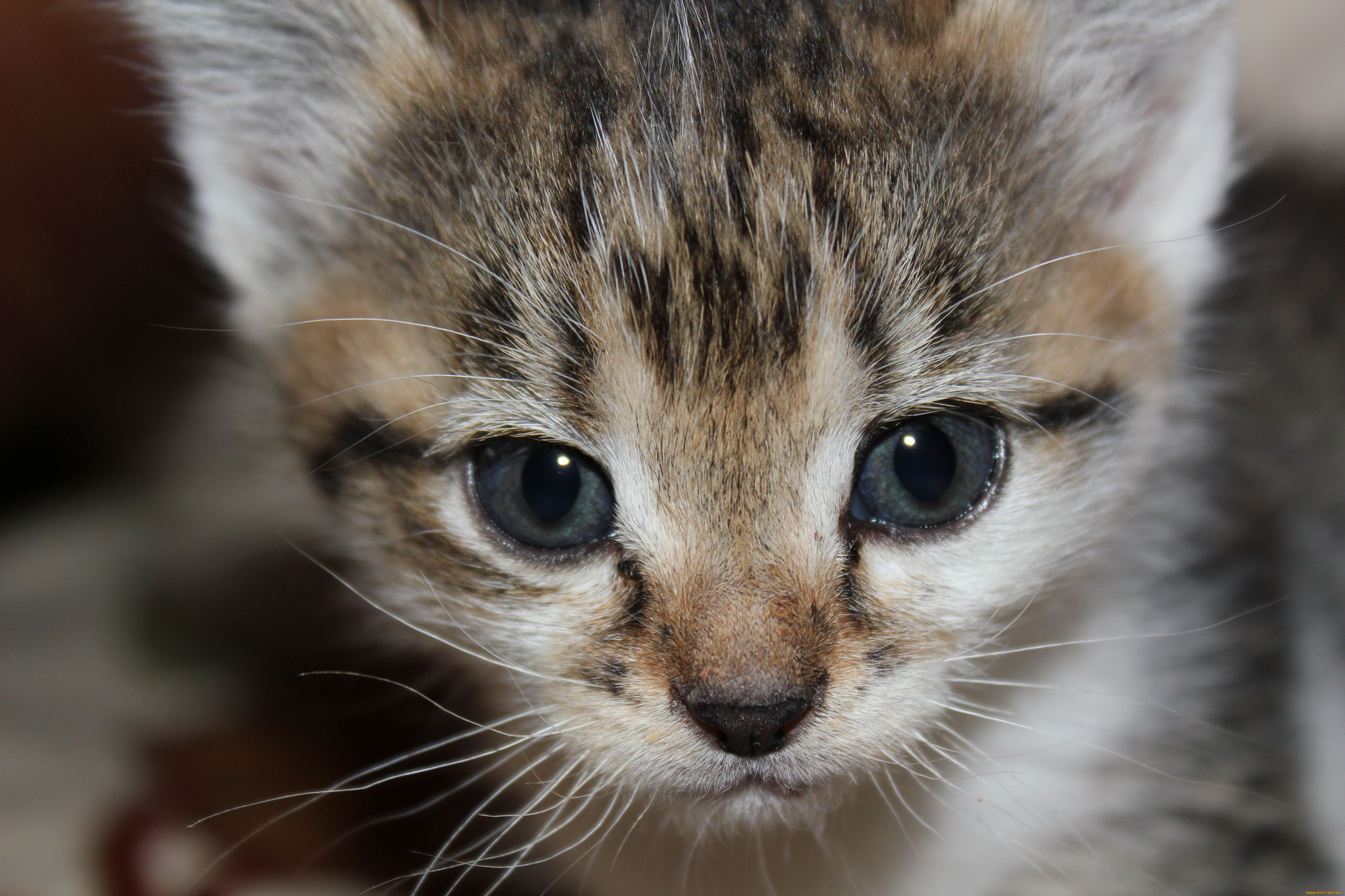 животные, коты, котенок