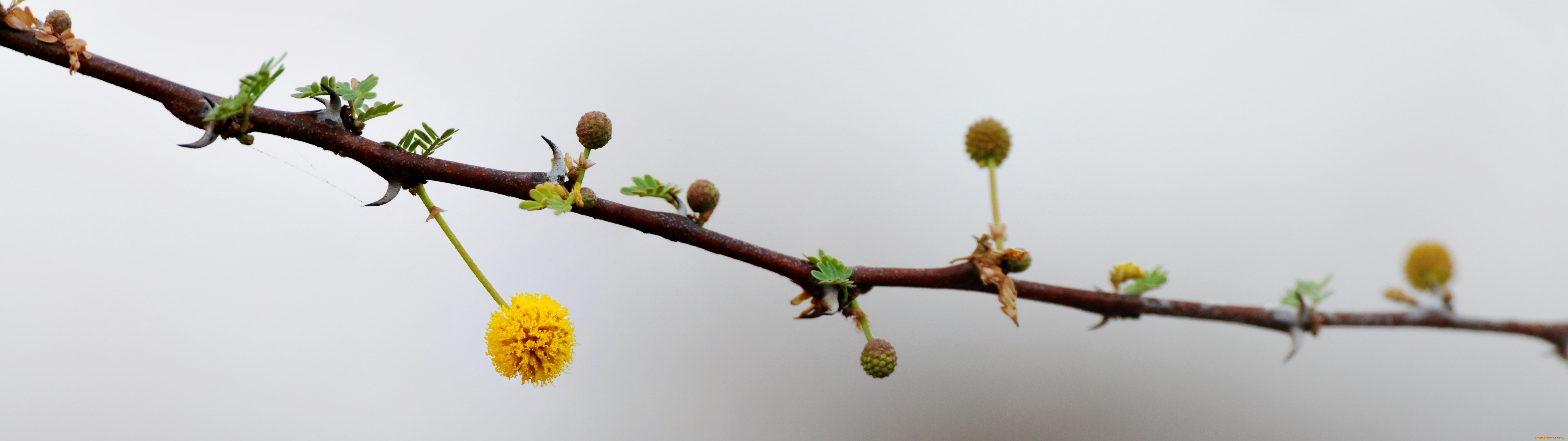 цветы, цветущие, деревья, кустарники, ветка, кения, merrueshi