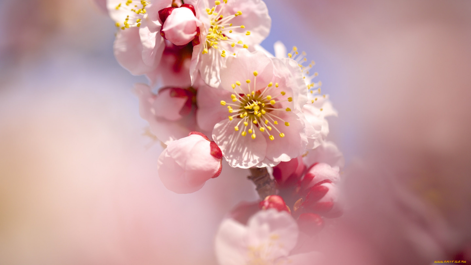 цветы, цветущие, деревья, , , кустарники, слива, весна