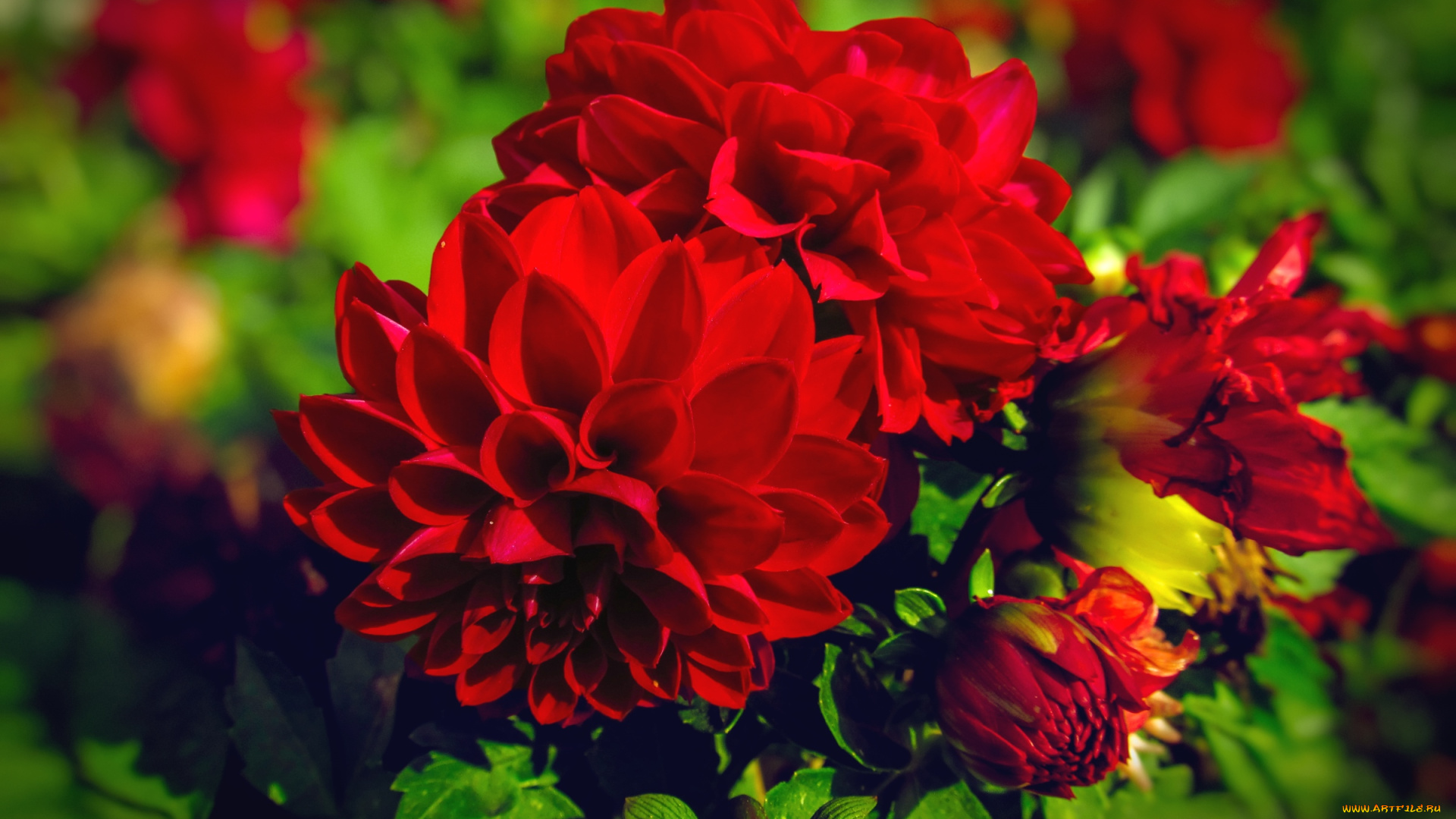 цветы, георгины, красный