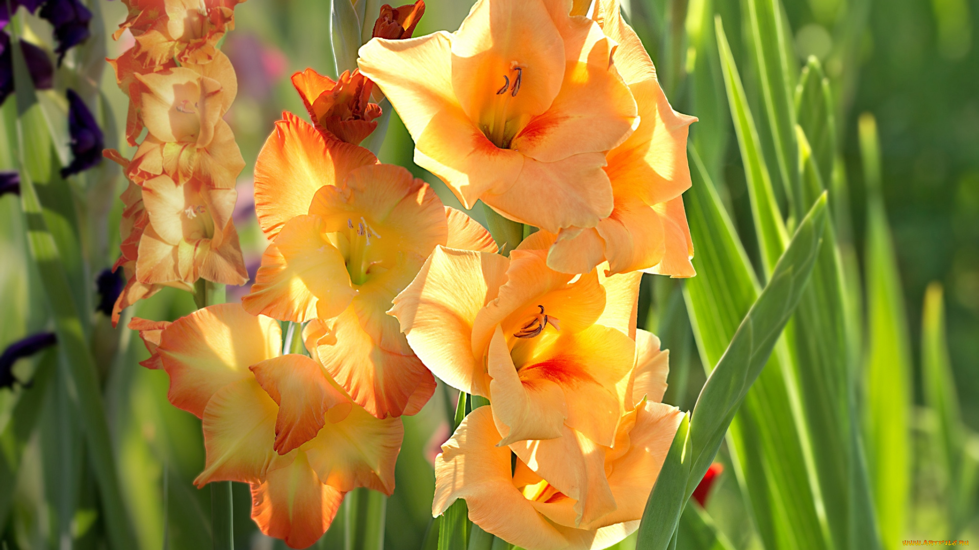 цветы, гладиолусы, красивый