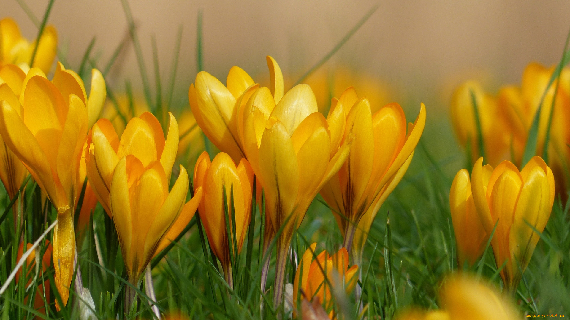 цветы, крокусы, желтый