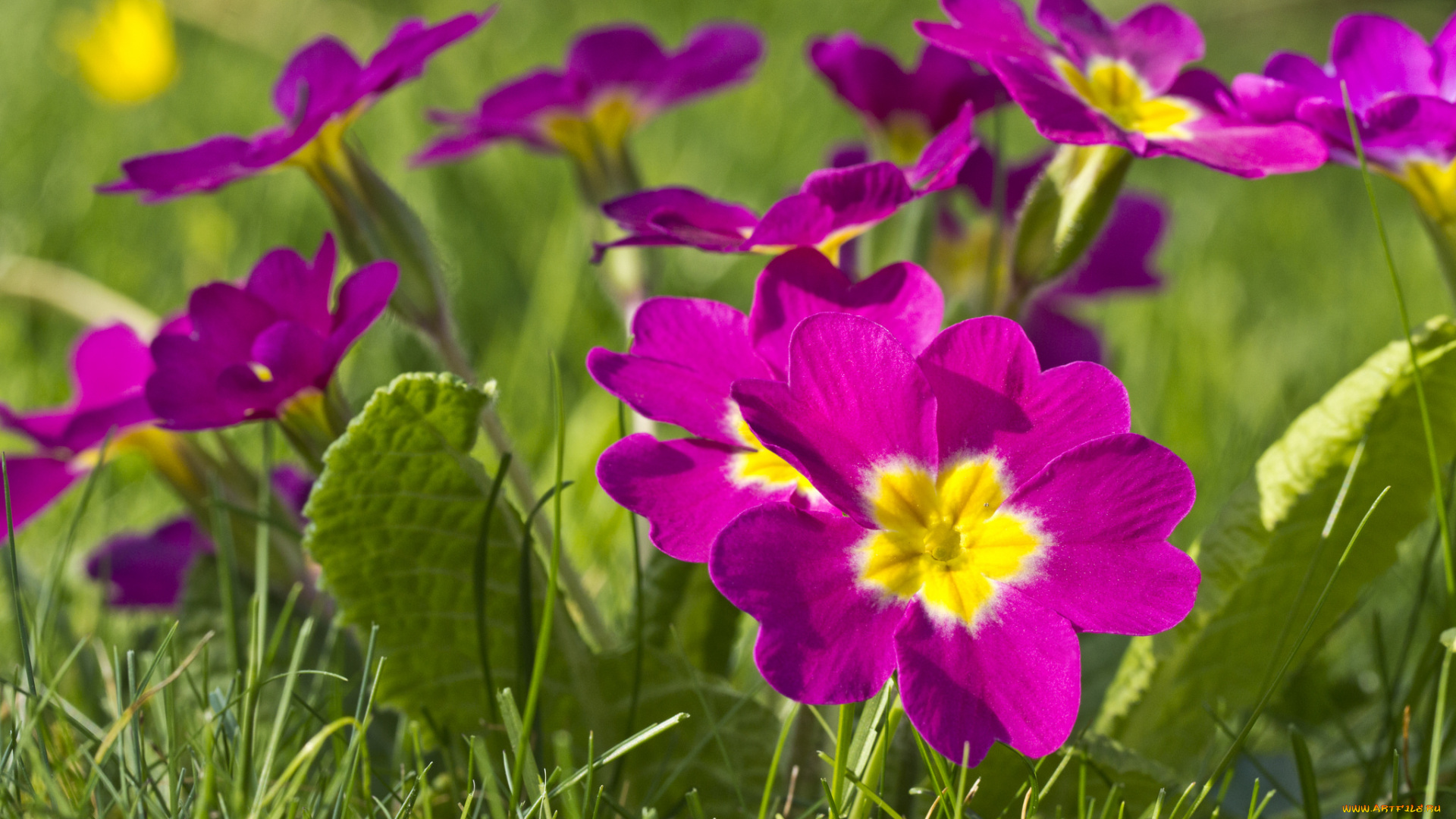 цветы, примулы, розовый