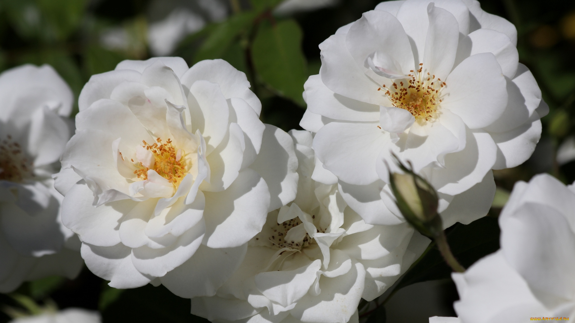 цветы, розы, белый