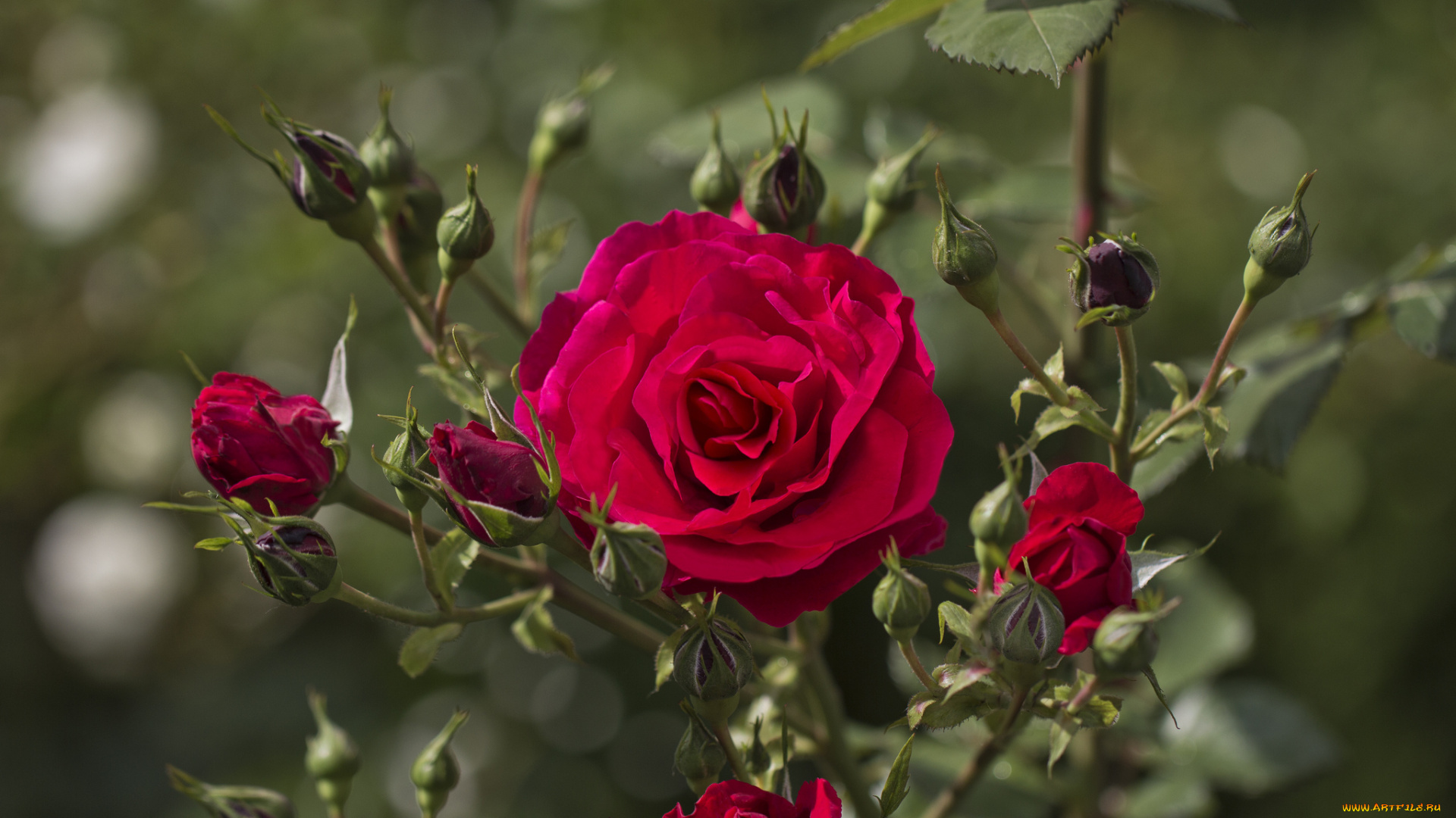 цветы, розы, красный