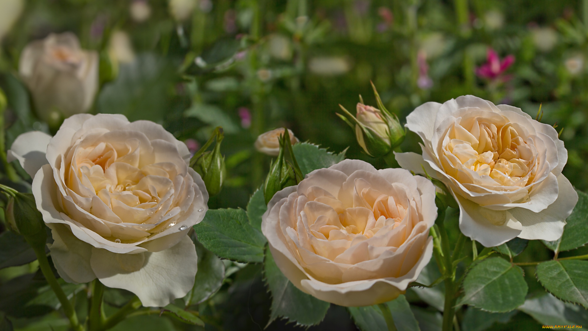 цветы, розы, кремовый