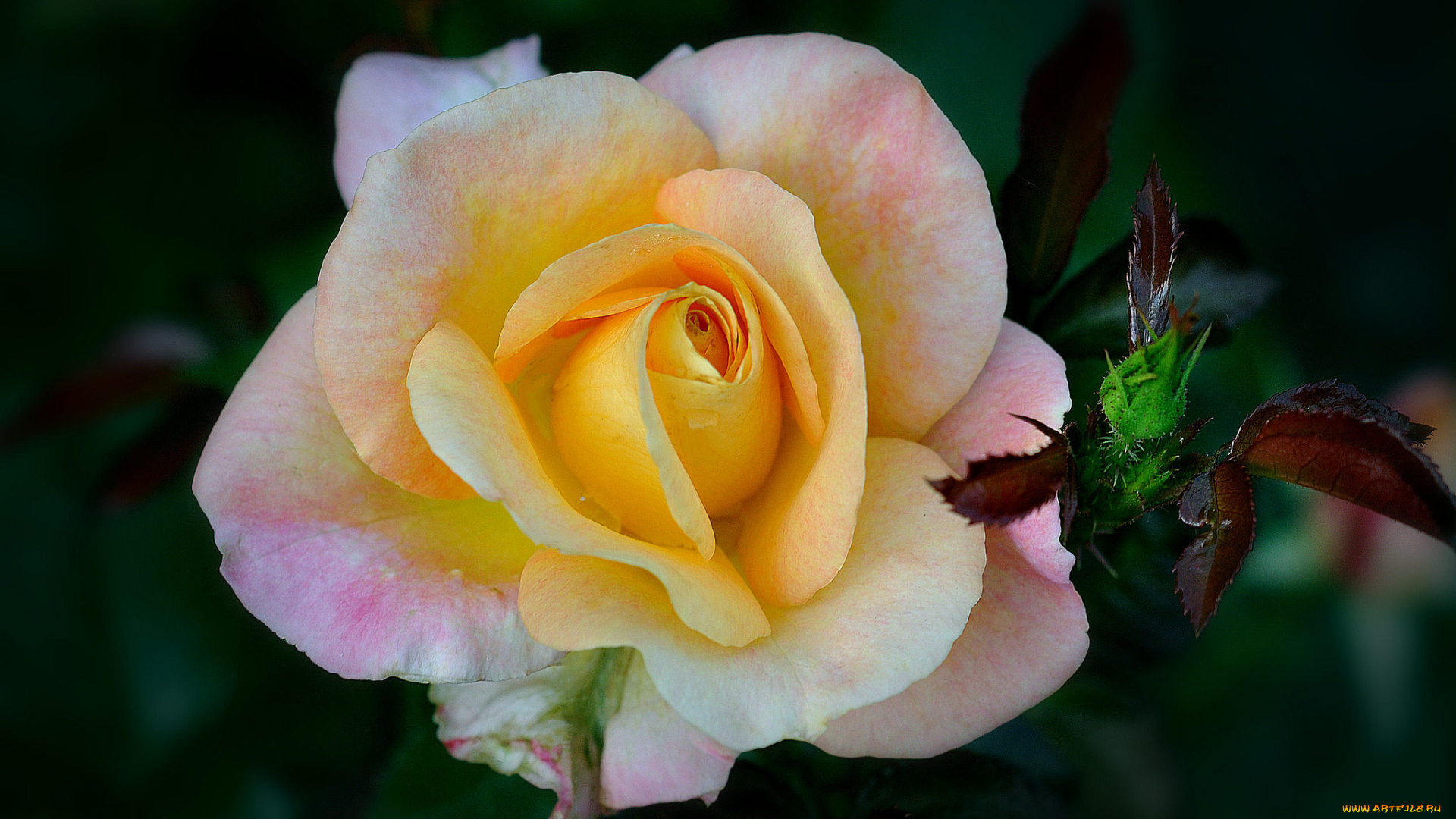 цветы, розы, макро