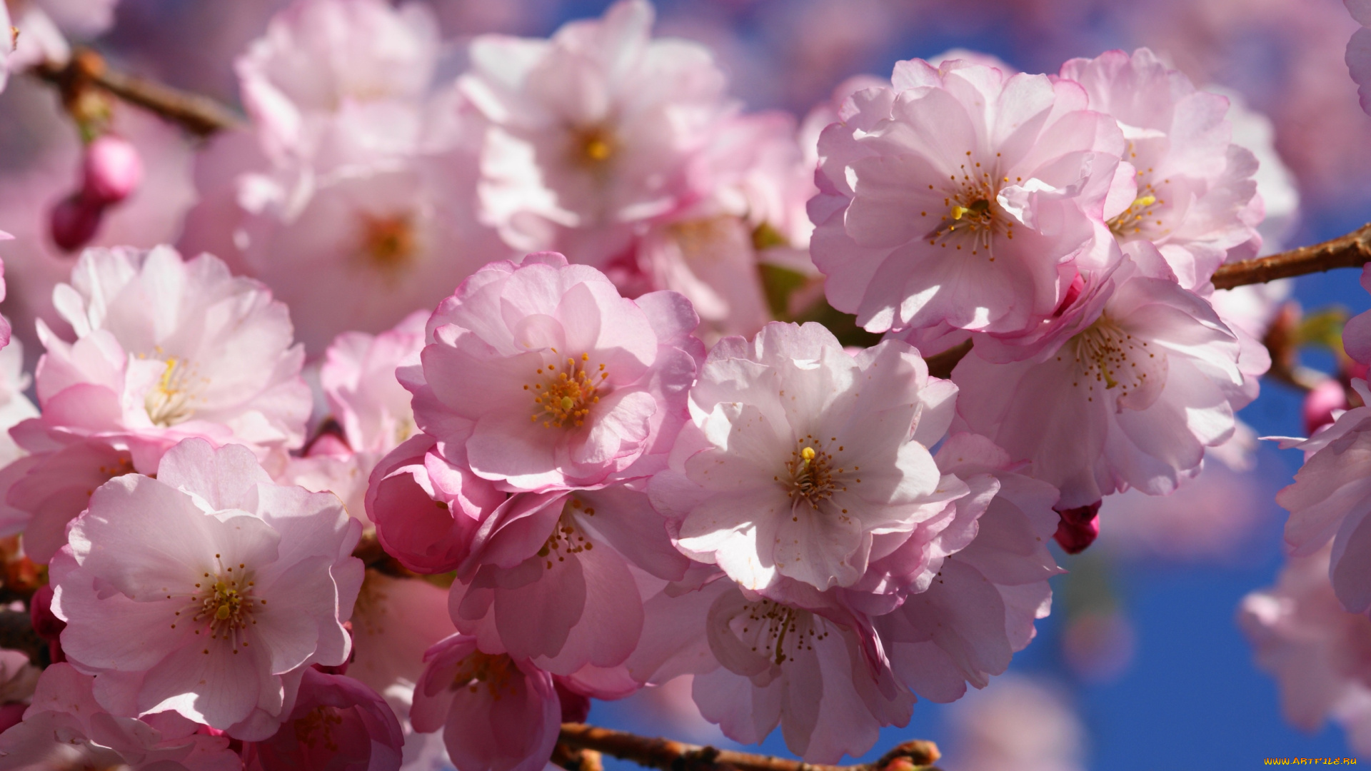 цветы, сакура, , вишня, весна