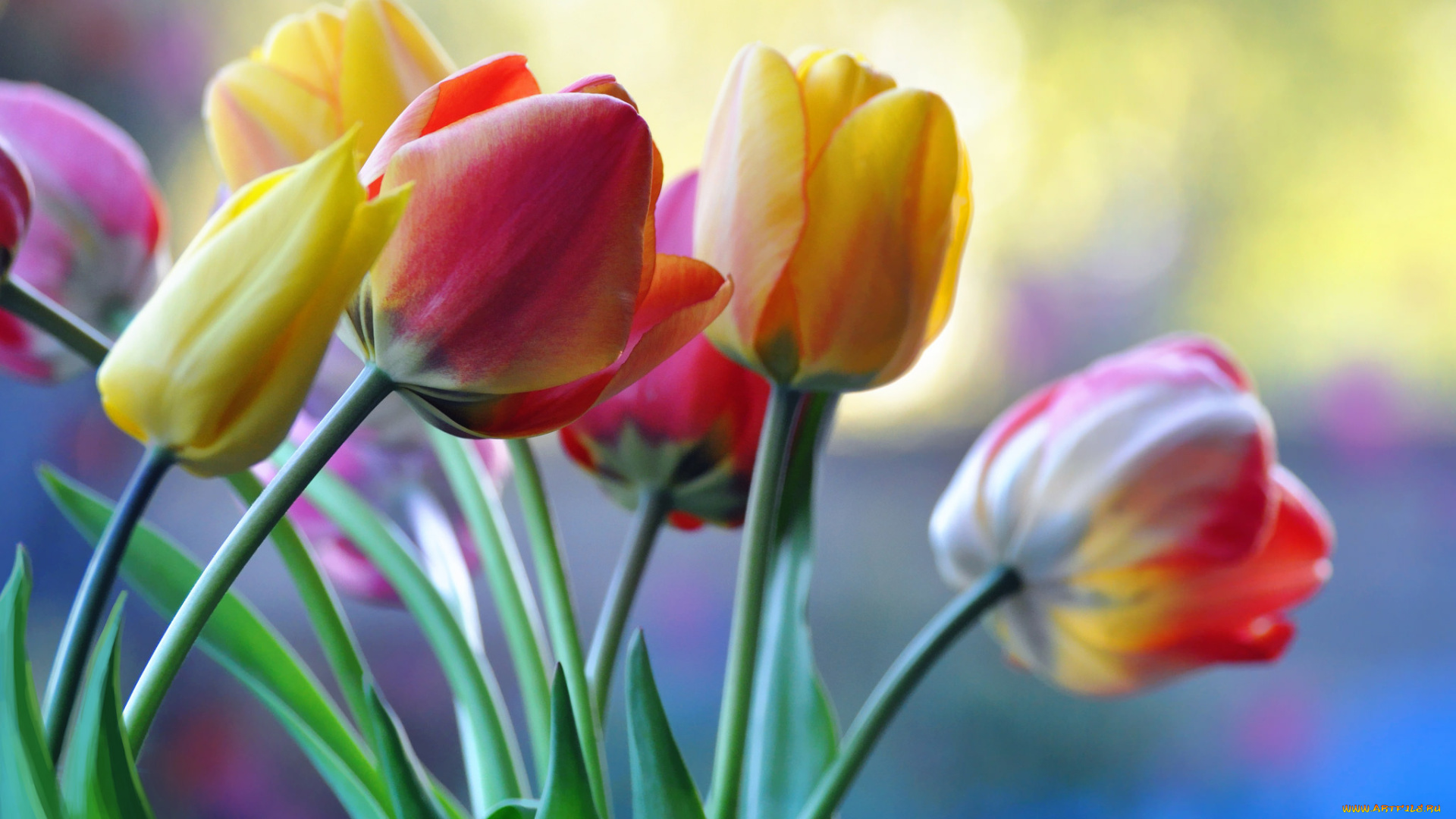 цветы, тюльпаны, бутоны